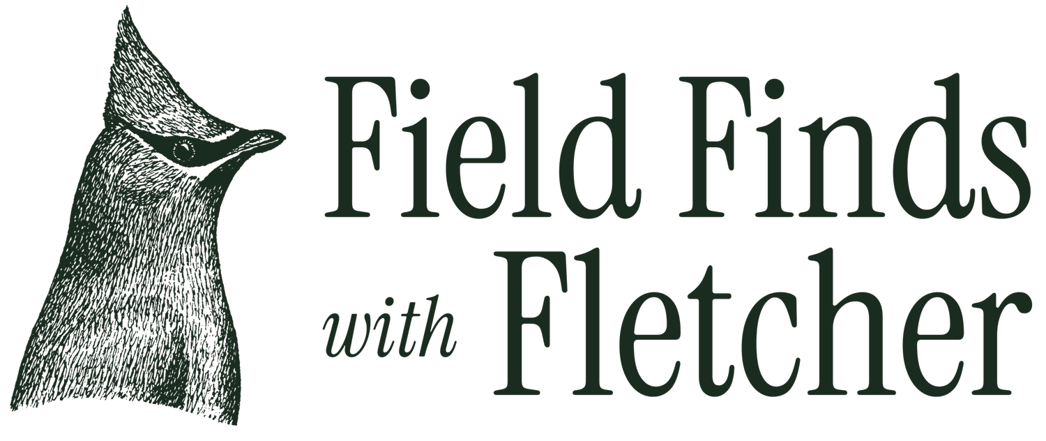 Field Finds with Fletcher