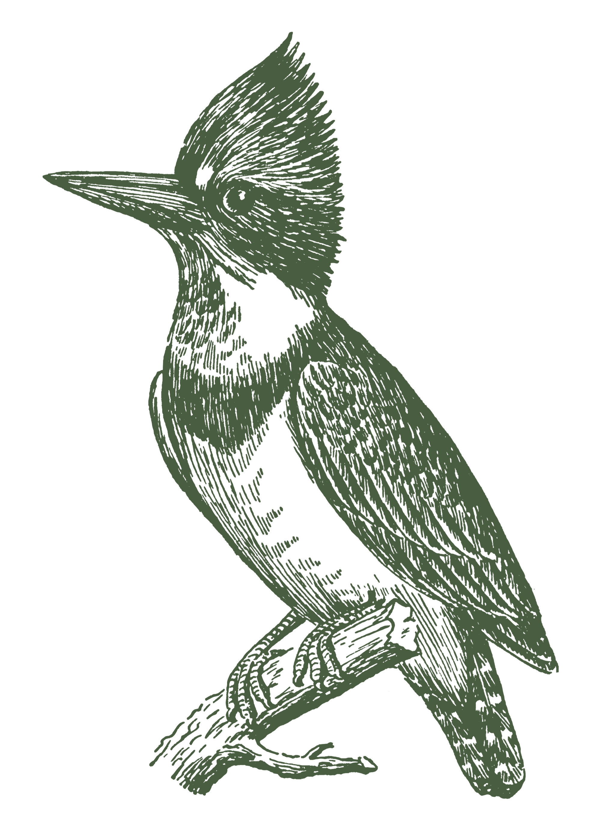 Vintage illustration of a bird perched on a branch, drawn in a monochromatic greenish tone.