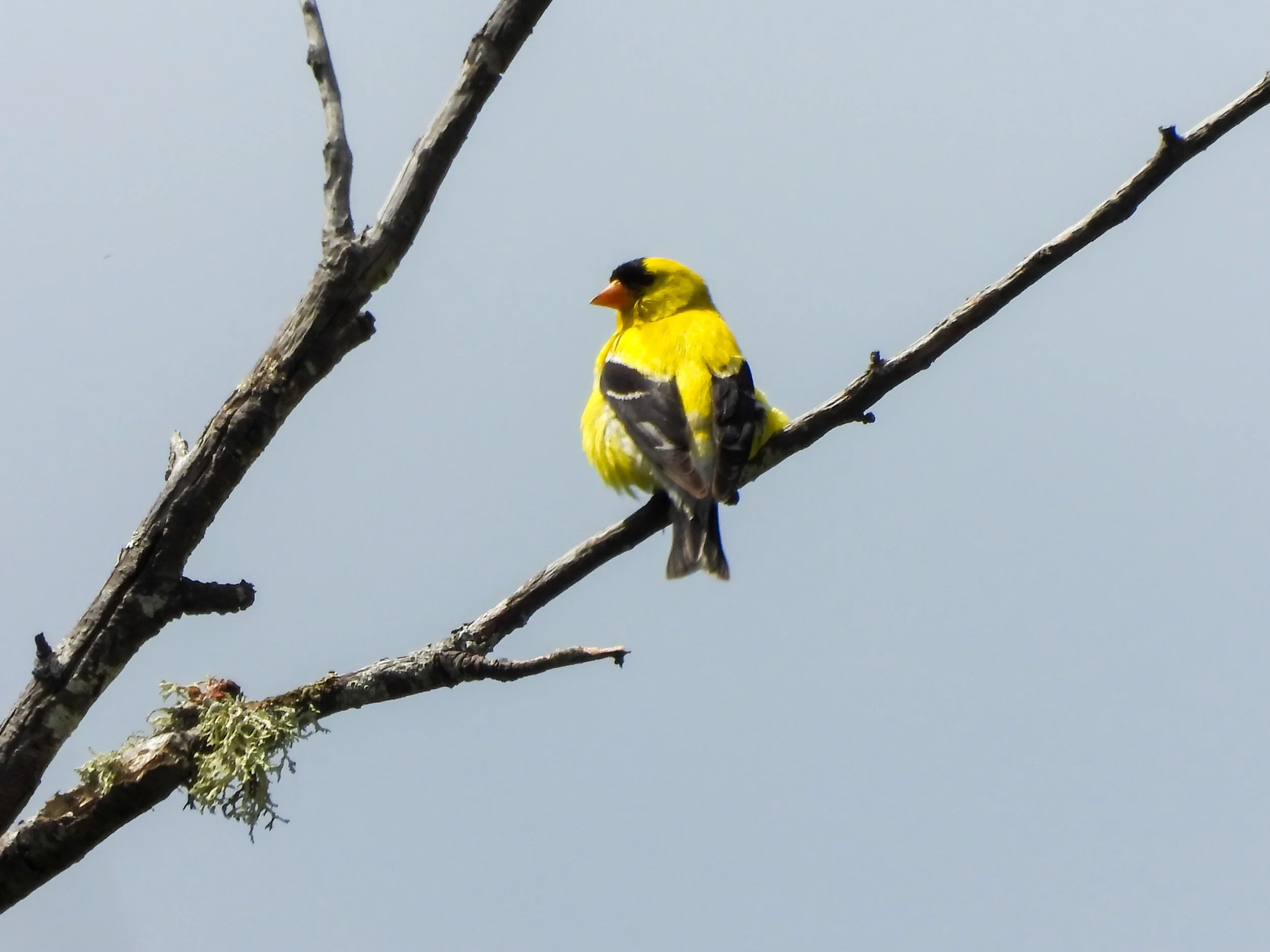 American Goldfinch | Seen in Kitsap County
