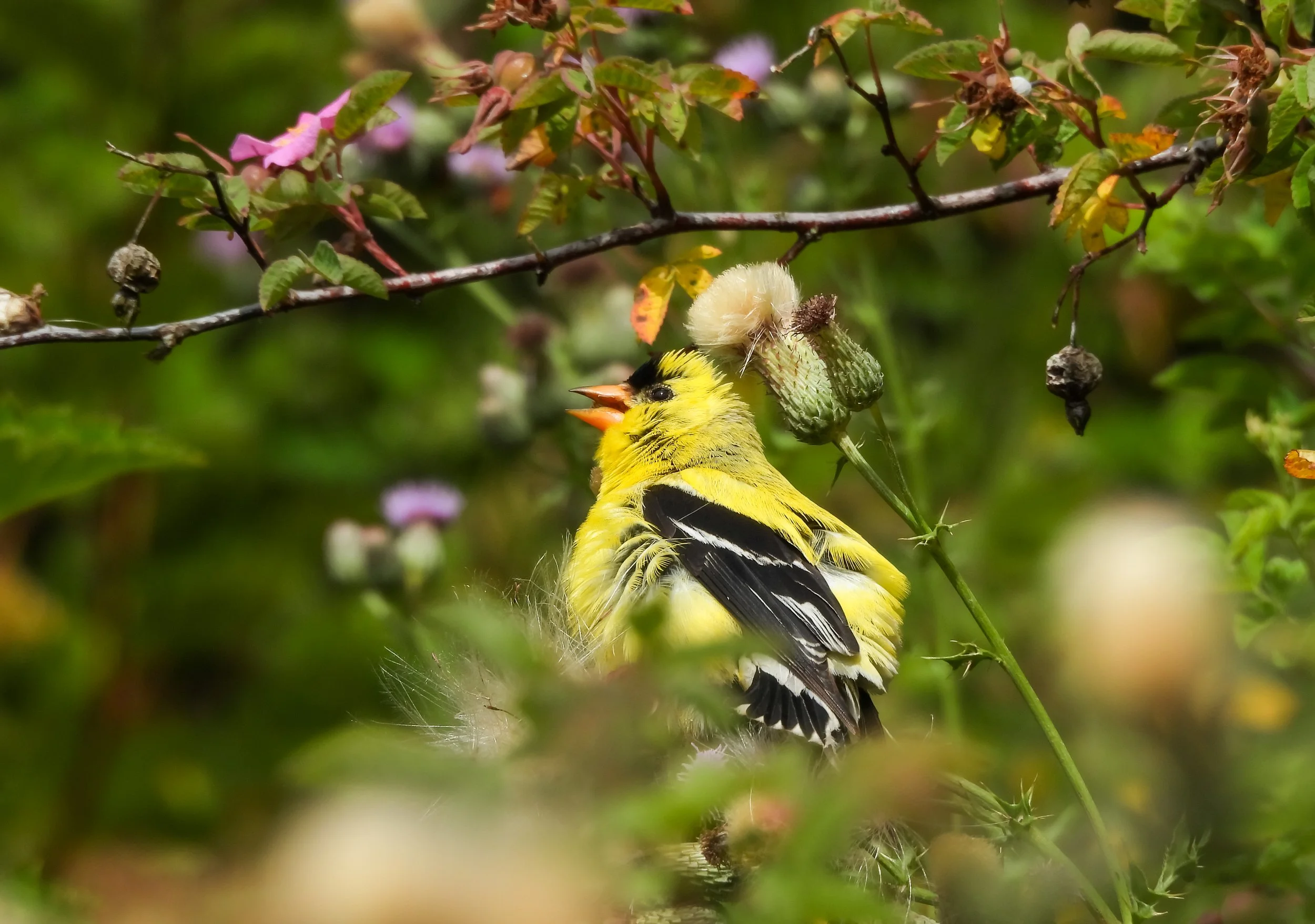American Goldfinch | Seen in Kitsap County