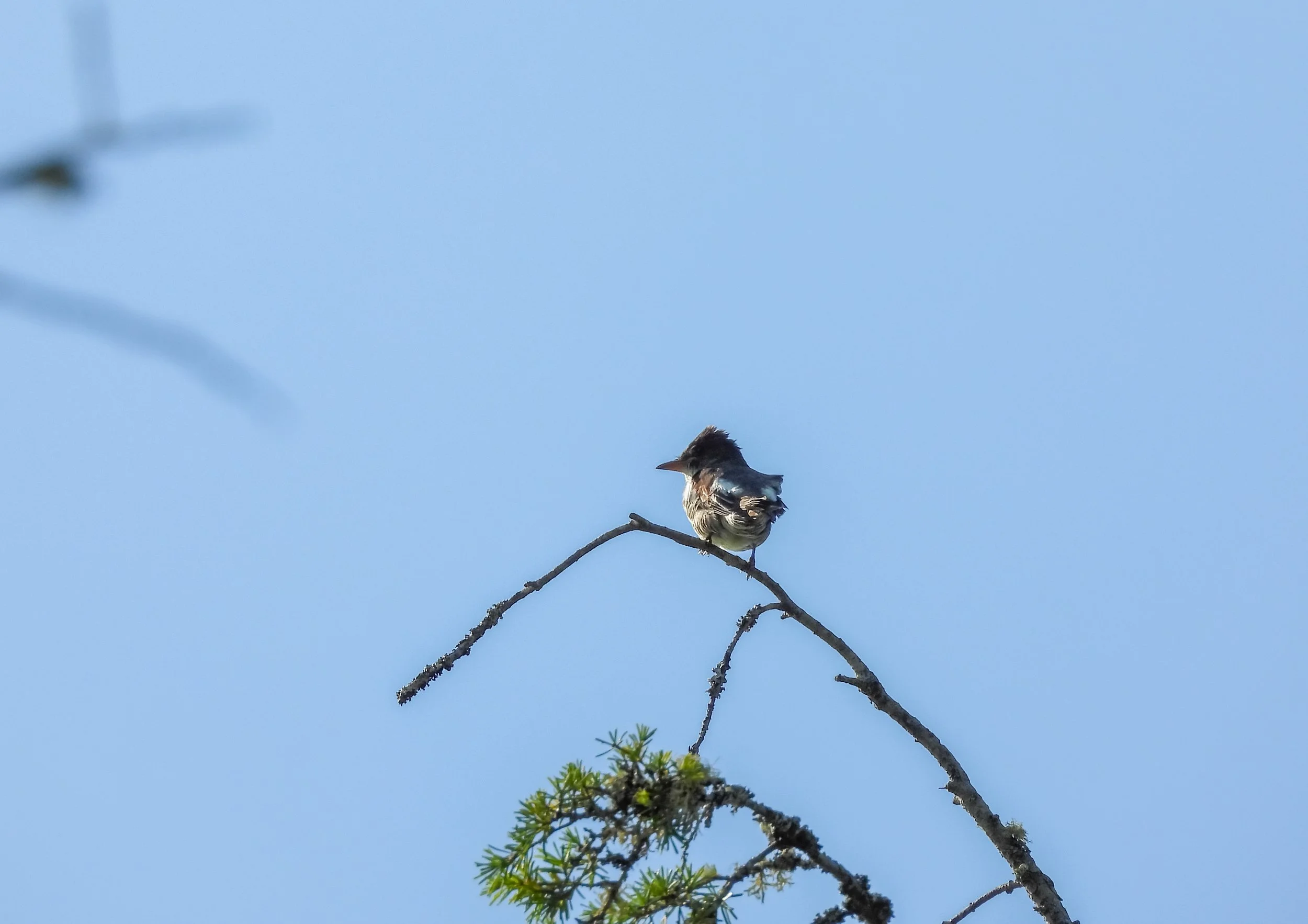 Olive-sided Flycatcher | Seen in Kitsap County