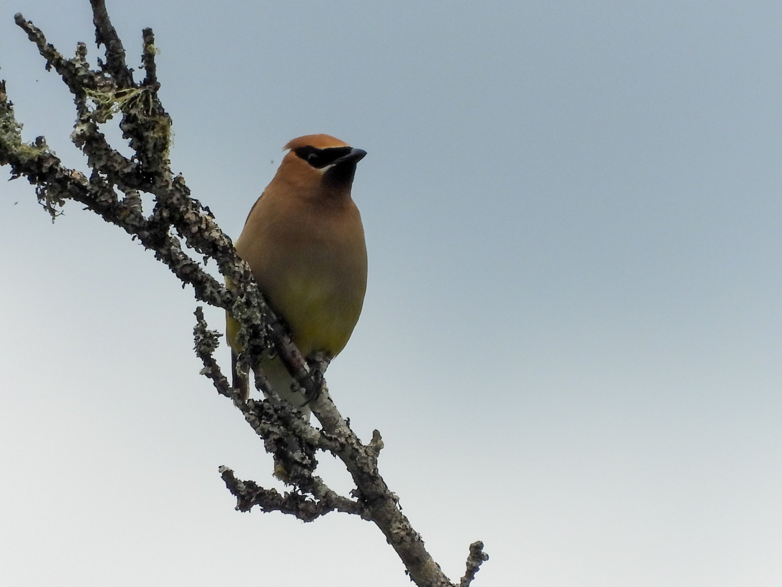 Cedar Waxwing | Seen in Kitsap County