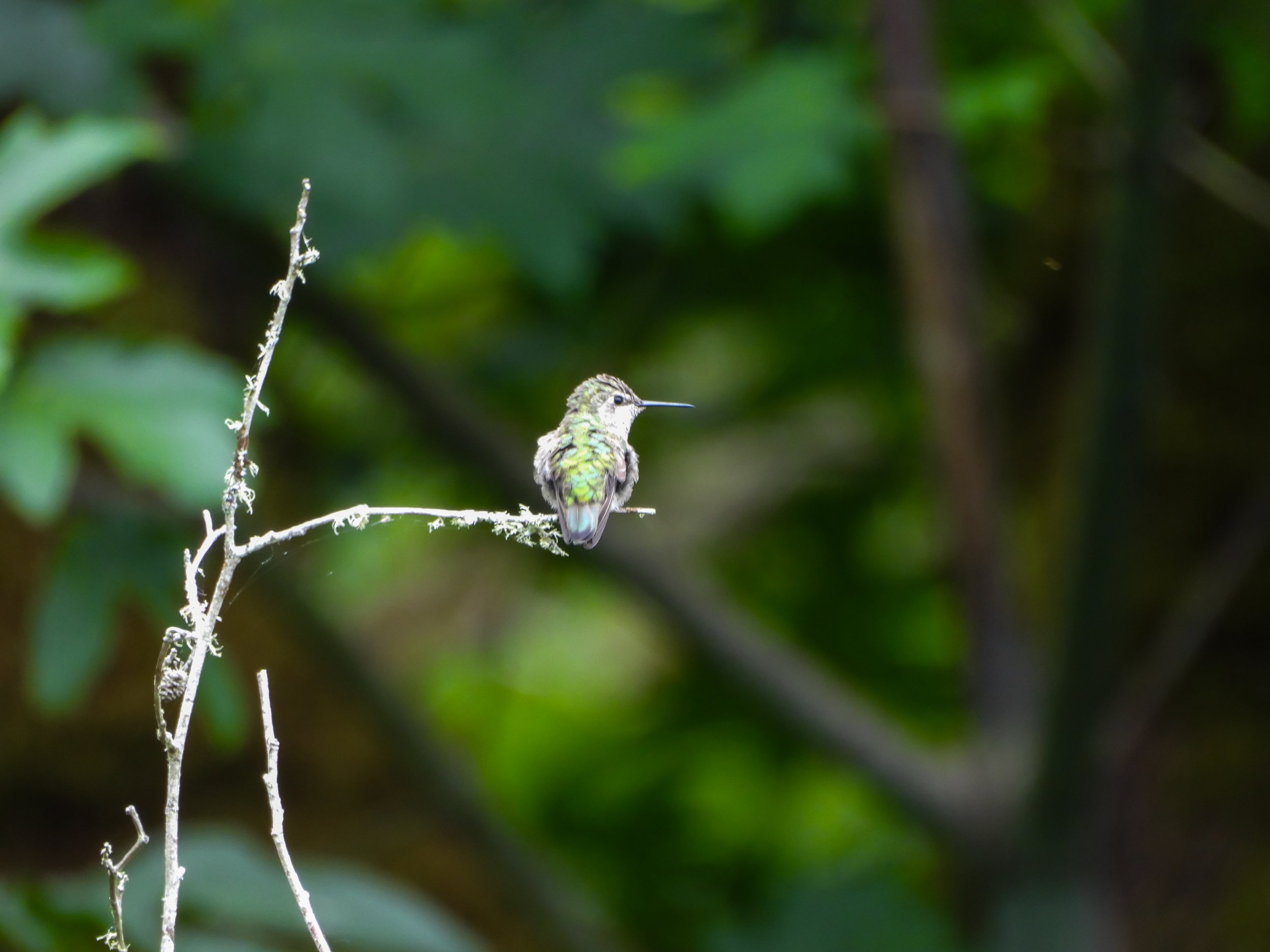 Anna's Hummingbird | Seen in Kitsap County