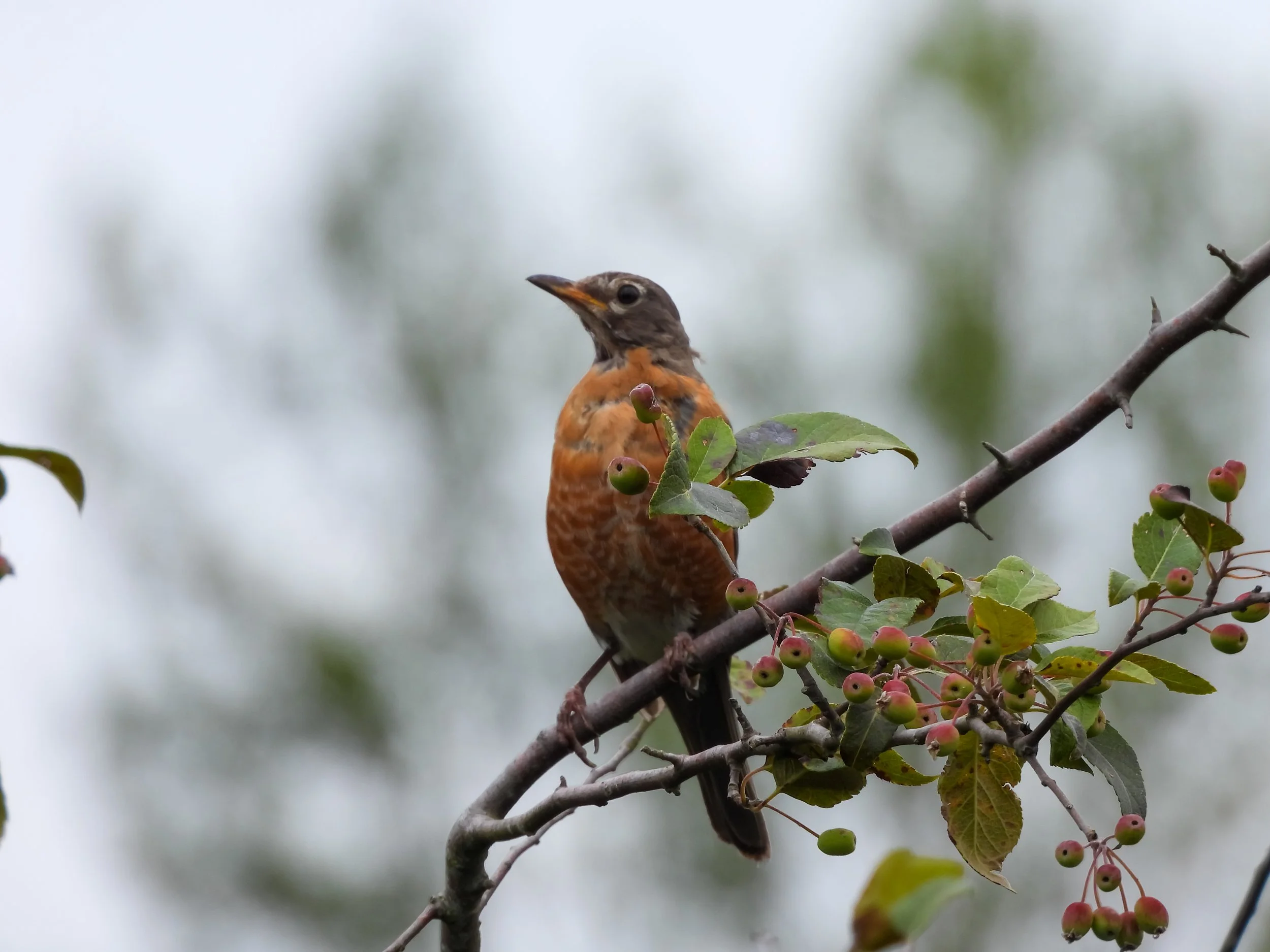 American Robin | Seen in Kitsap County