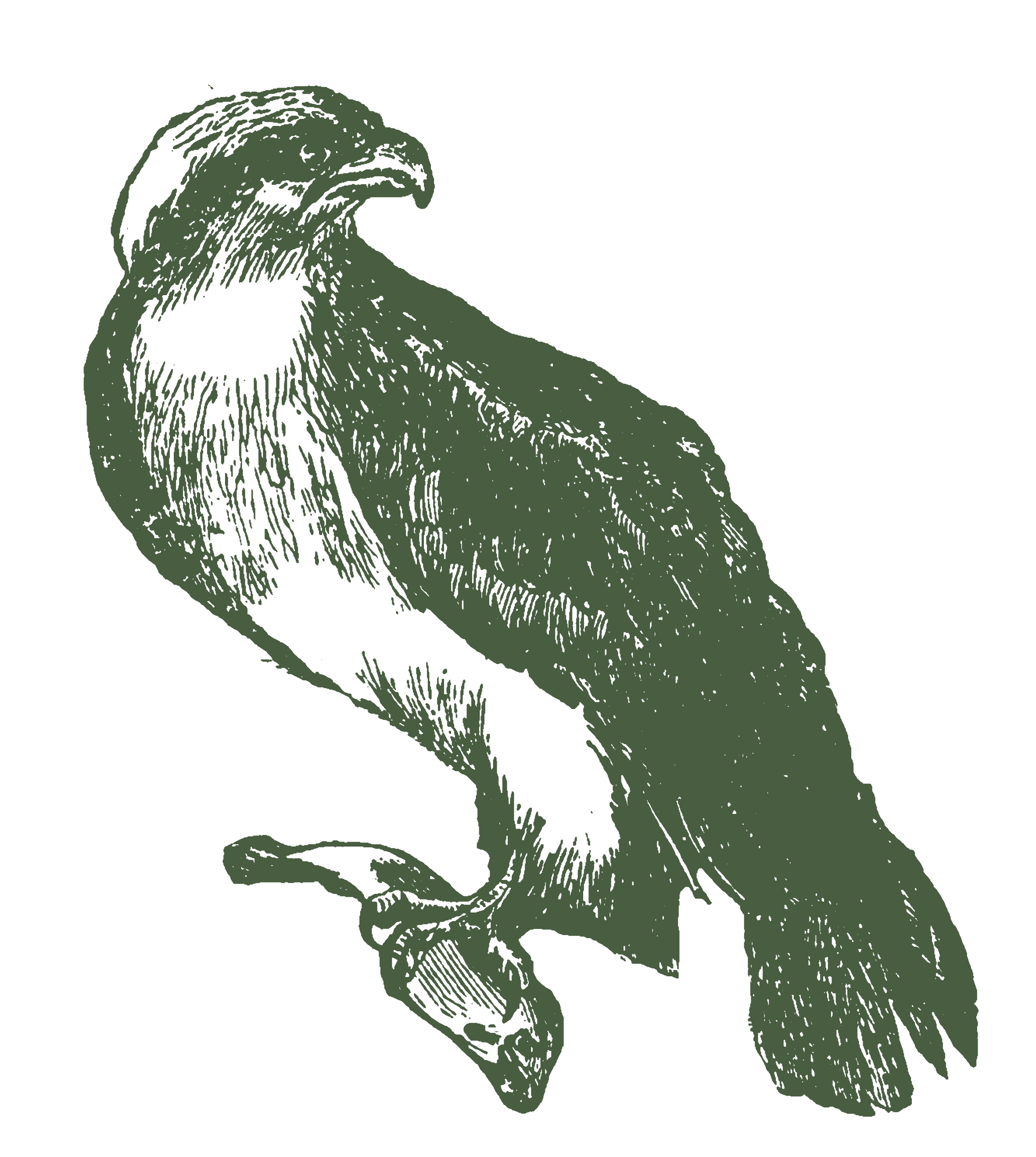A styled illustration of an osprey with a dark background.