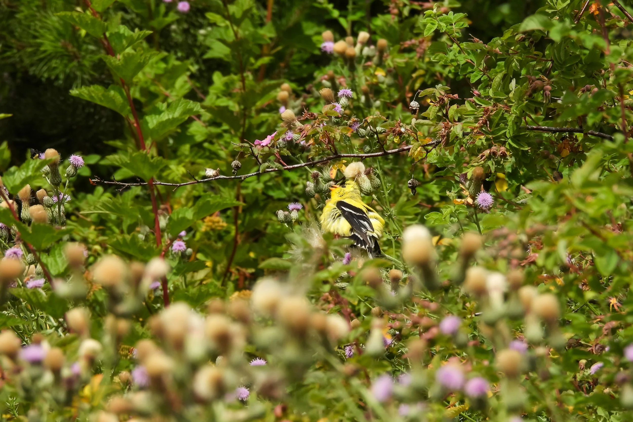 American Goldfinch | Seen in Kitsap County