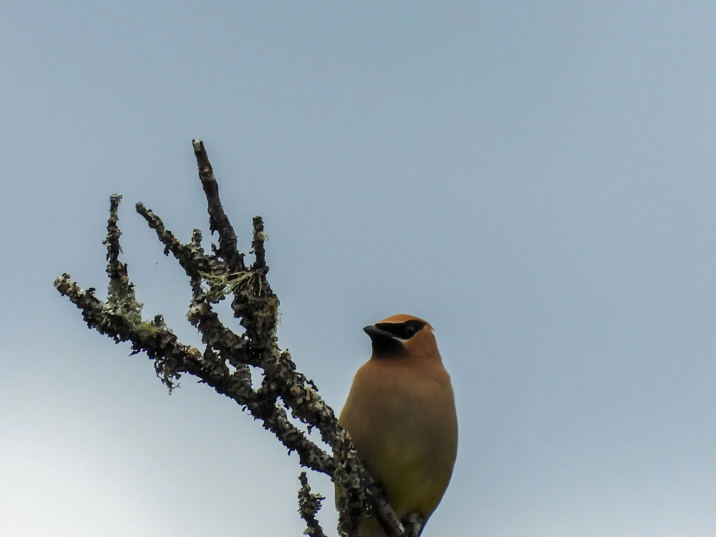 Cedar Waxwing | Seen in Kitsap County