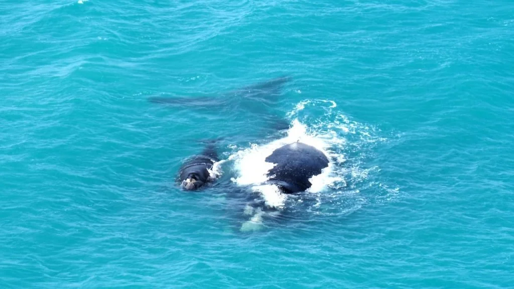 Epic Eyre Peninsula: Everything you need to see on your EP road trip!