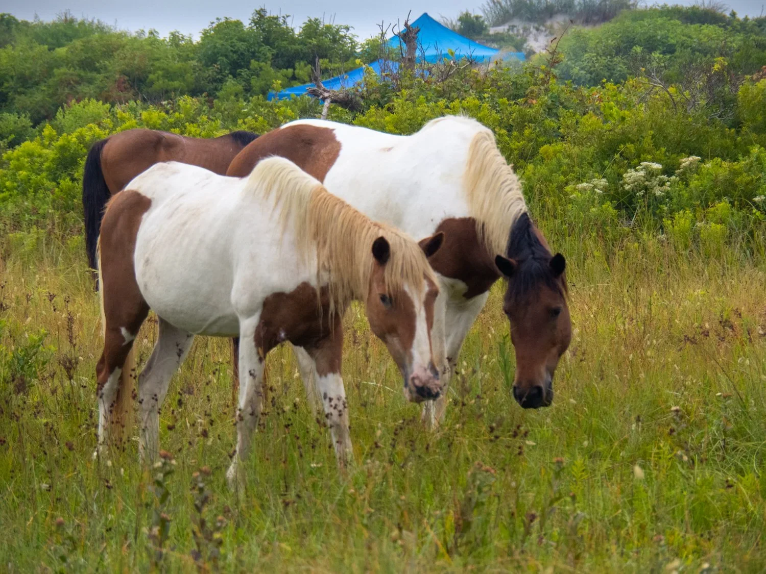 Wild!  In search of the wild horses of Assateague Island