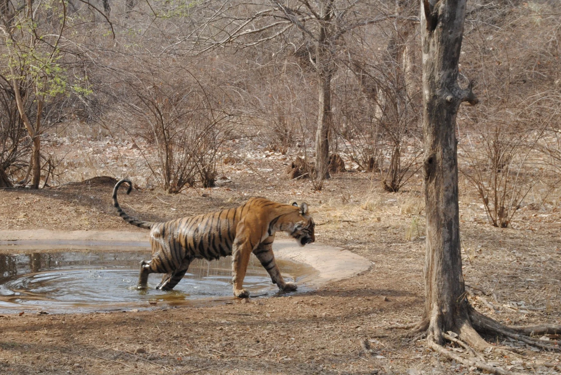 A Little Luck in Ranthambore