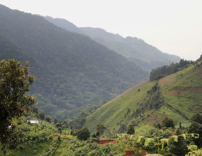 GORILLAS AND GAME PARKS: TOP 10 SNAPSHOTS