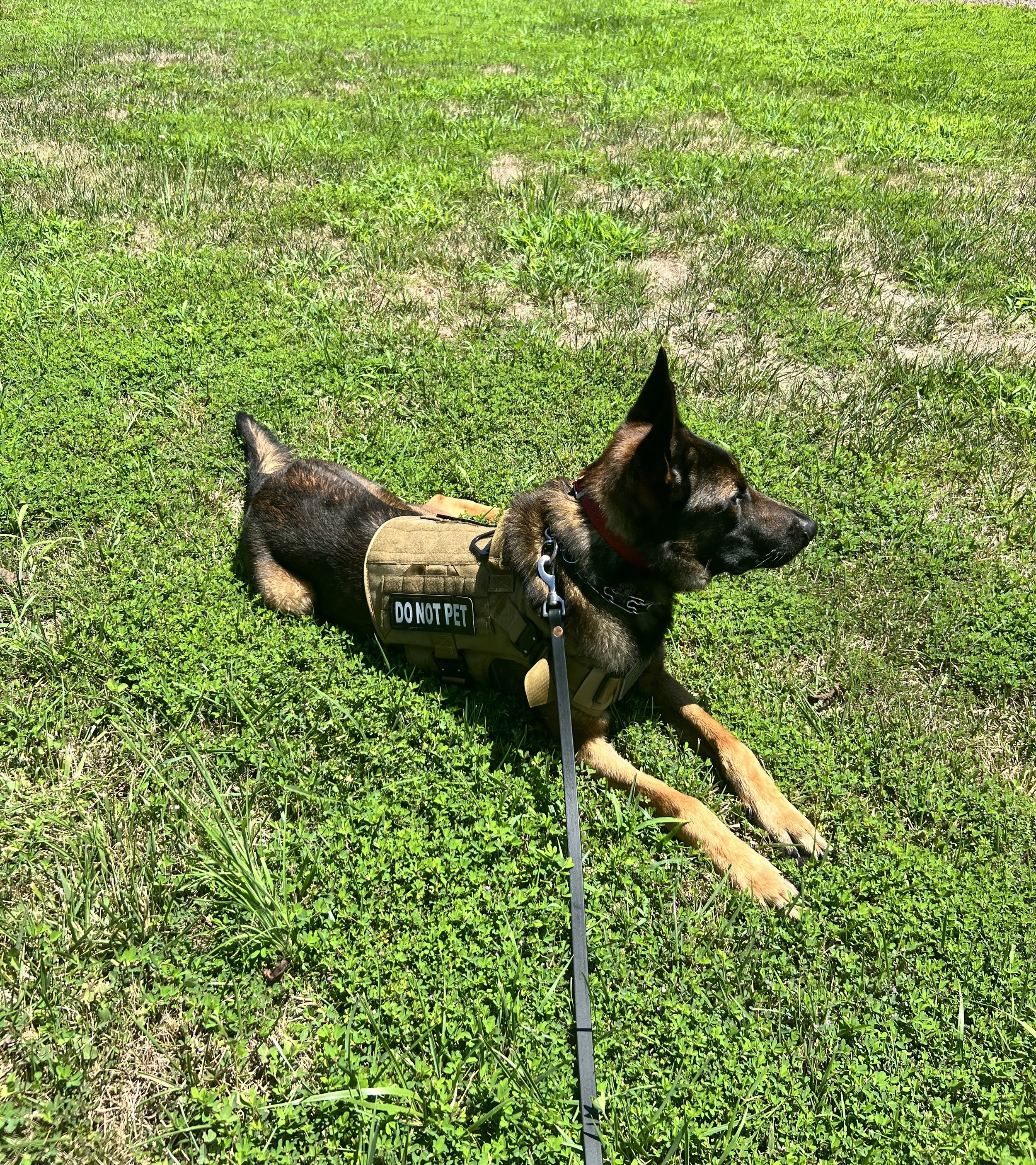 German shepherd dog lying on grass with a harness that reads "Do Not Pet" attached to a leash, in a grassy outdoor area.