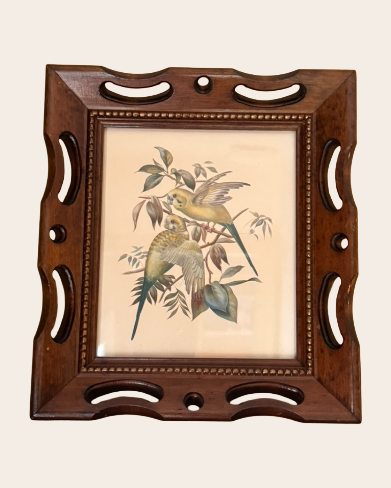 Vintage Parakeet Illustration in Carved Wooden Frame
