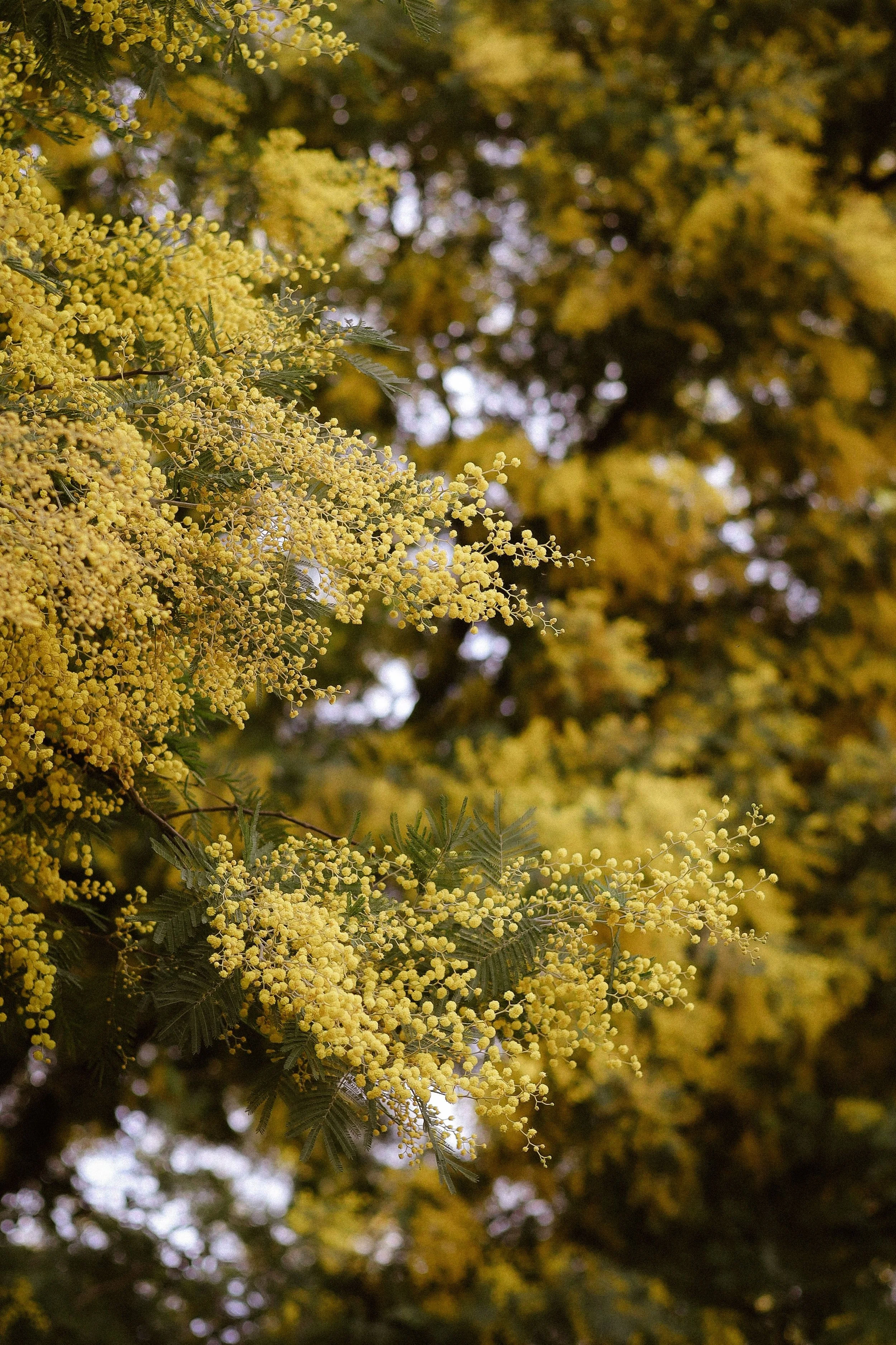 Close-up of yellow mimosa flowers on a tree with blurred foliage in the background.