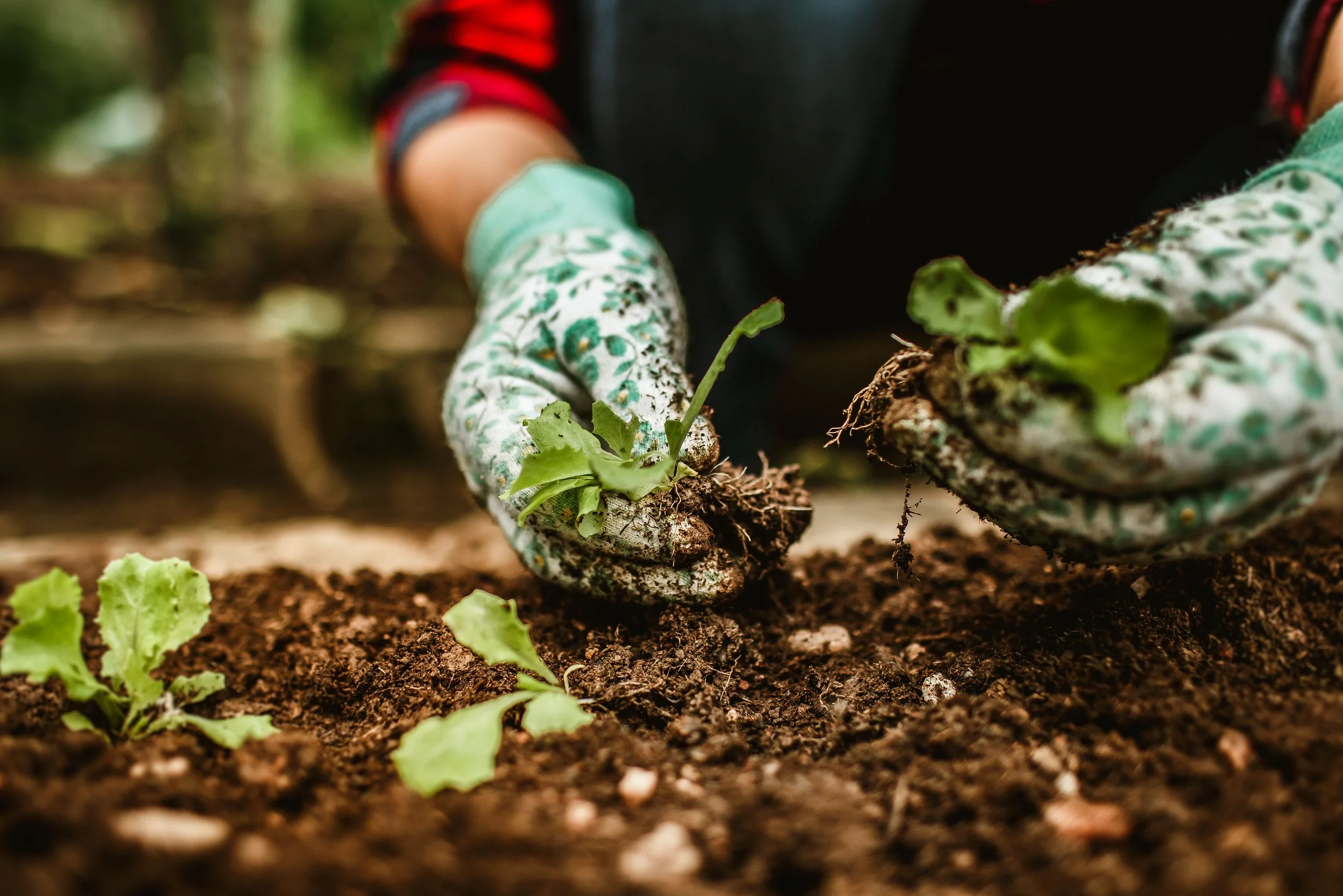 The Garden and the Gardener