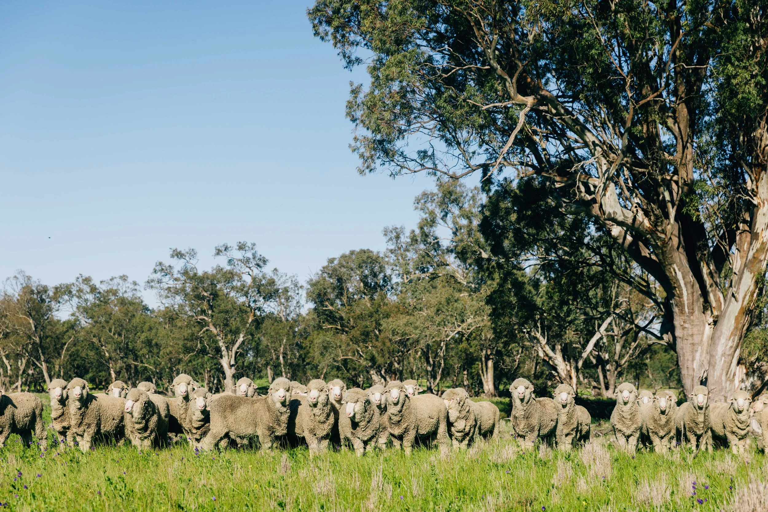 2026 Ram Sale Catalogue 