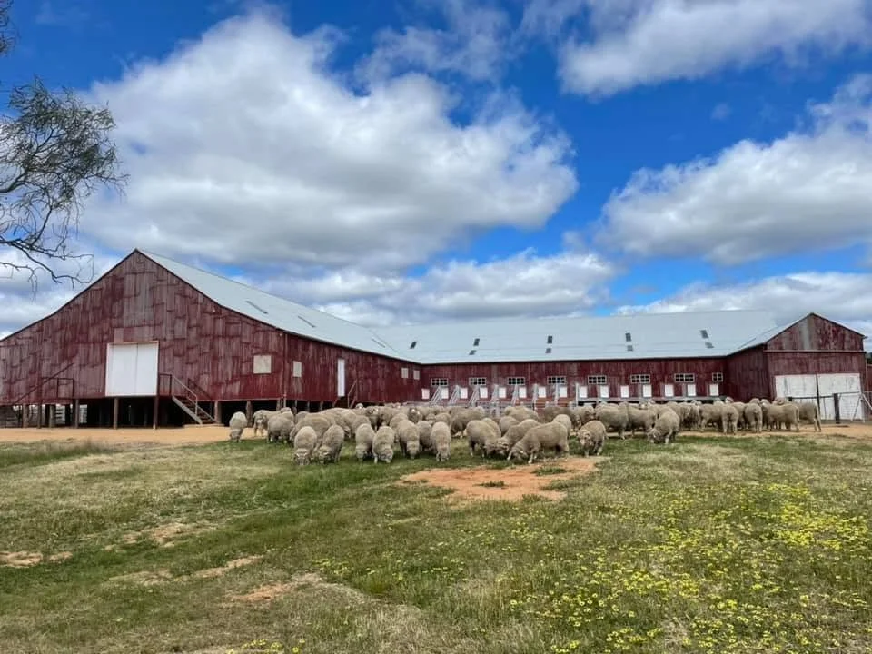 A barn with a red exterior and white roof, surrounded by a flock of sheep grazing on a grassy field under a partly cloudy sky.