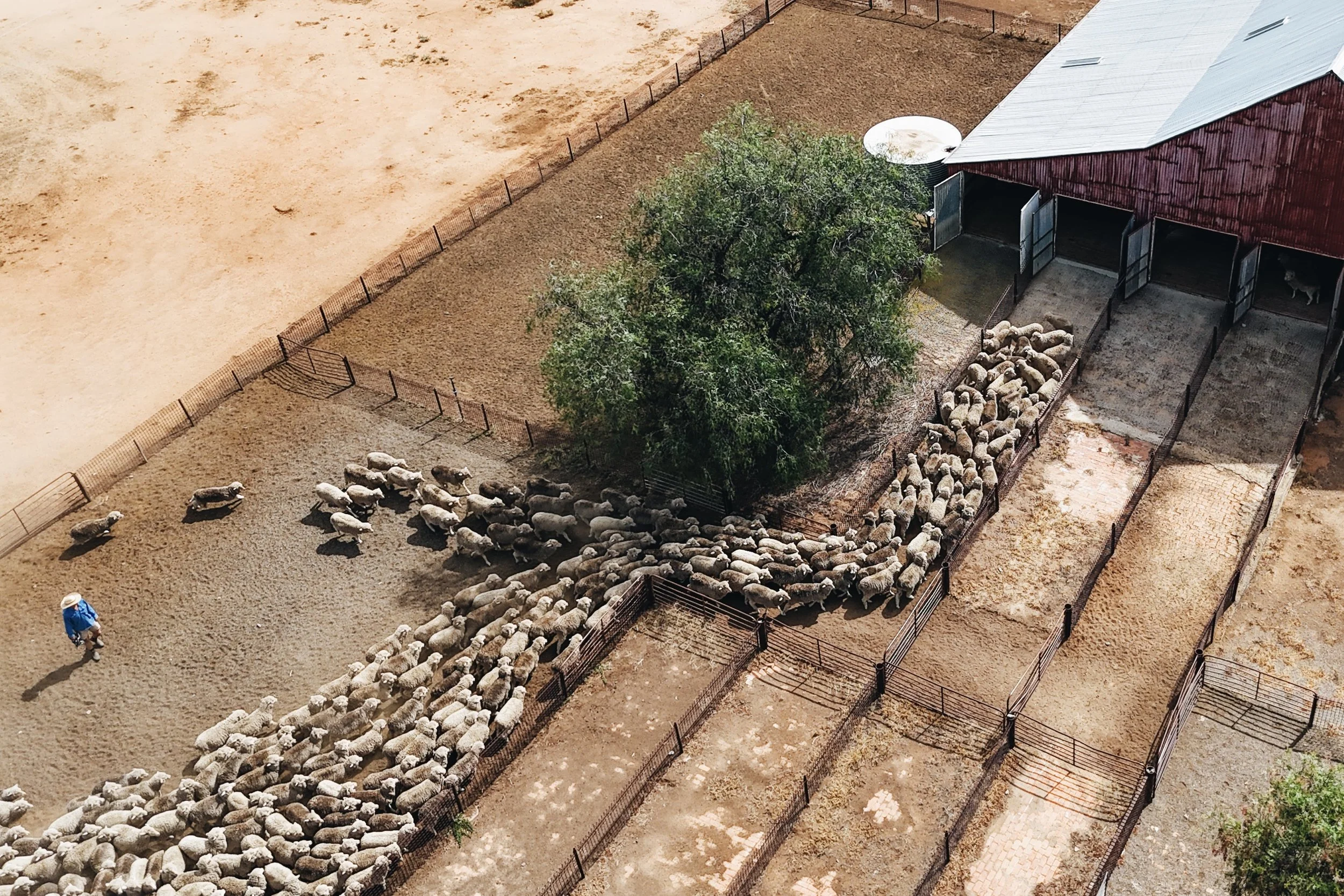Aerial view of a farm with sheep, a red barn, a tree, fencing, and a person in a blue shirt and hat.