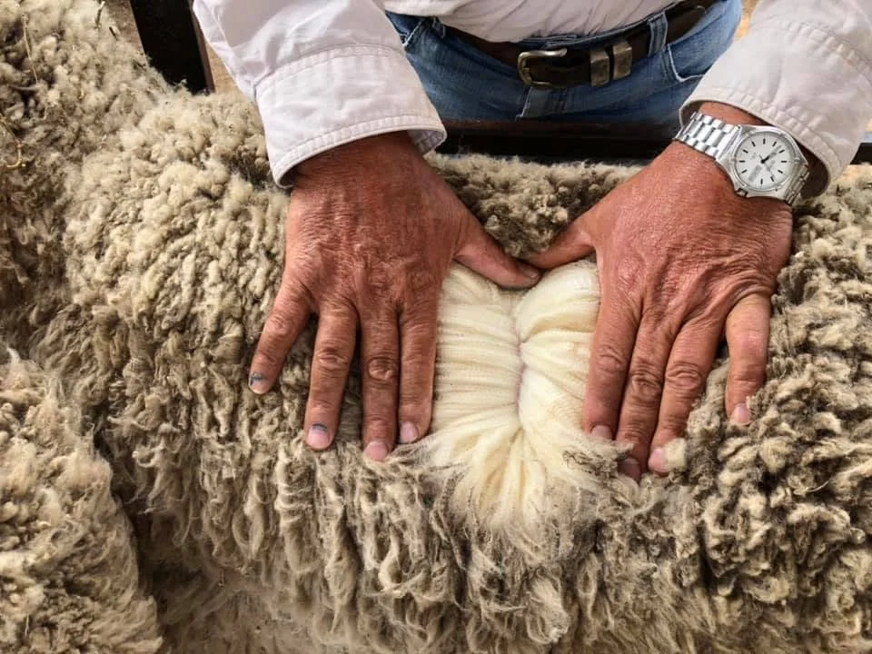 A person in a white shirt and watch is inspecting the wool on a sheep's backside, with hands spread over the sheep's fleece.