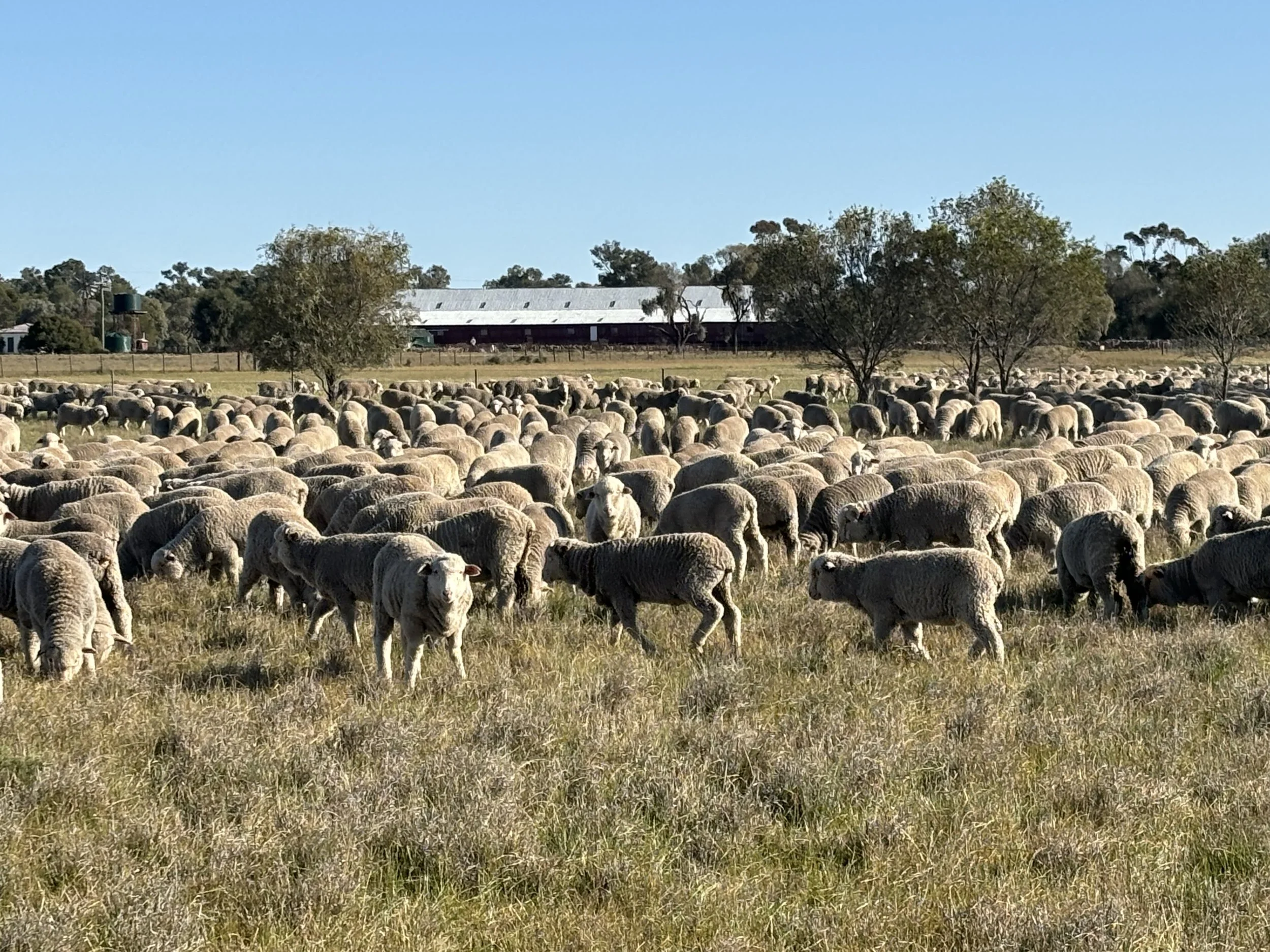 A large flock The Yanko Merino weathers sheep grazing on a grass field with trees and farm buildings in the background under a clear blue sky.