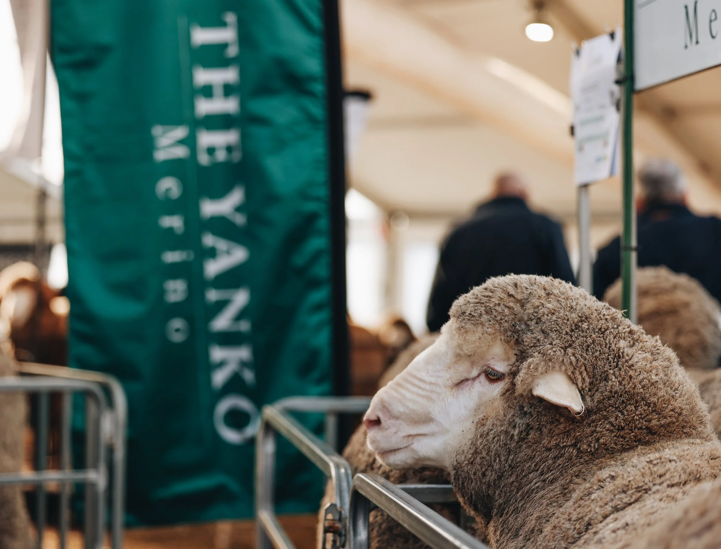 A young sheep with fluffy wool and a gentle expression leaning over a metal railing at an indoor farm exhibit. In the background, two people are seen from behind, and a green sign with white text is partially visible.