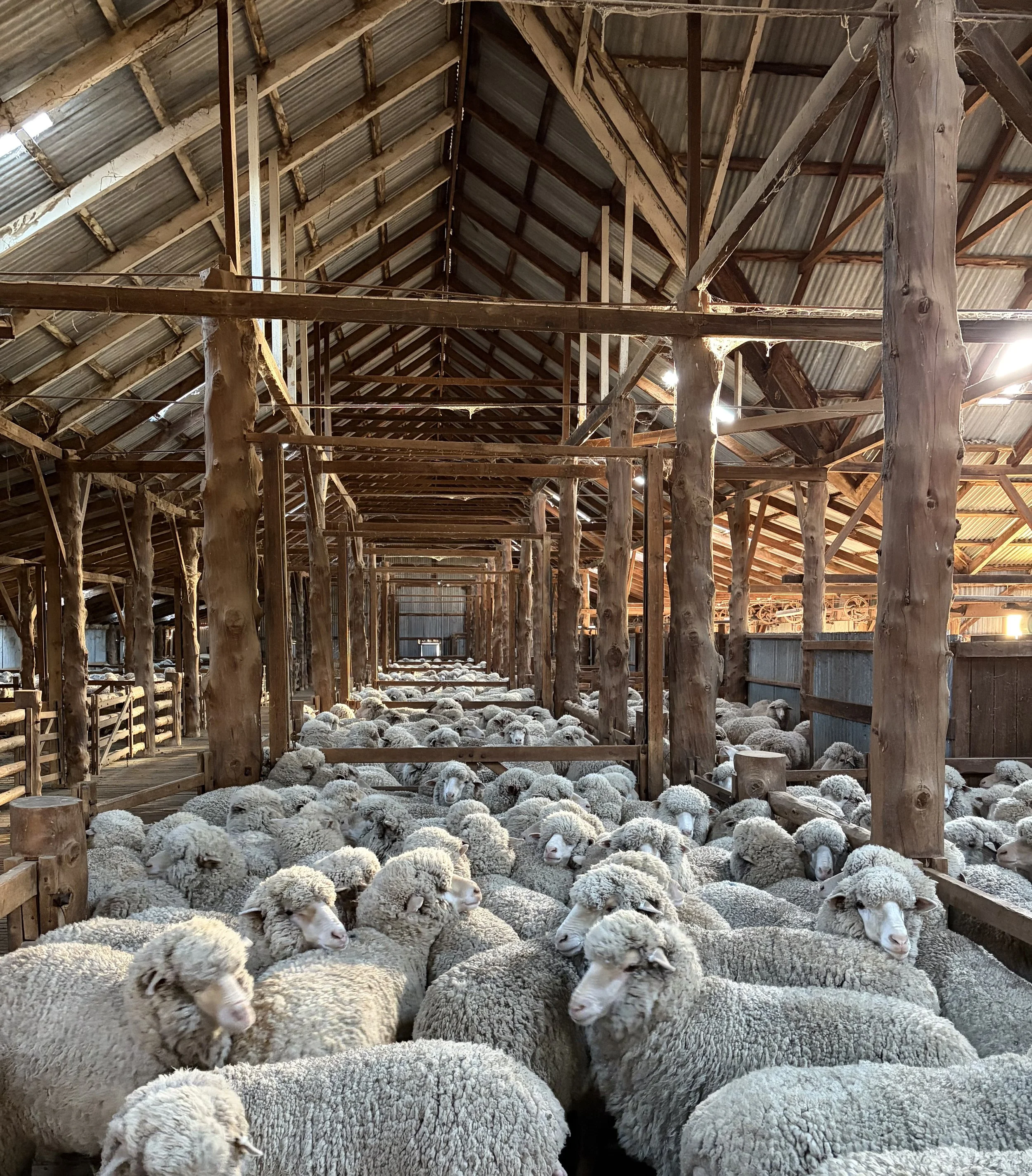 Inside the historical The Yanko barn with wooden beams and a metal roof, numerous sheep with white and curly wool are lying on the ground, resting or sleeping.