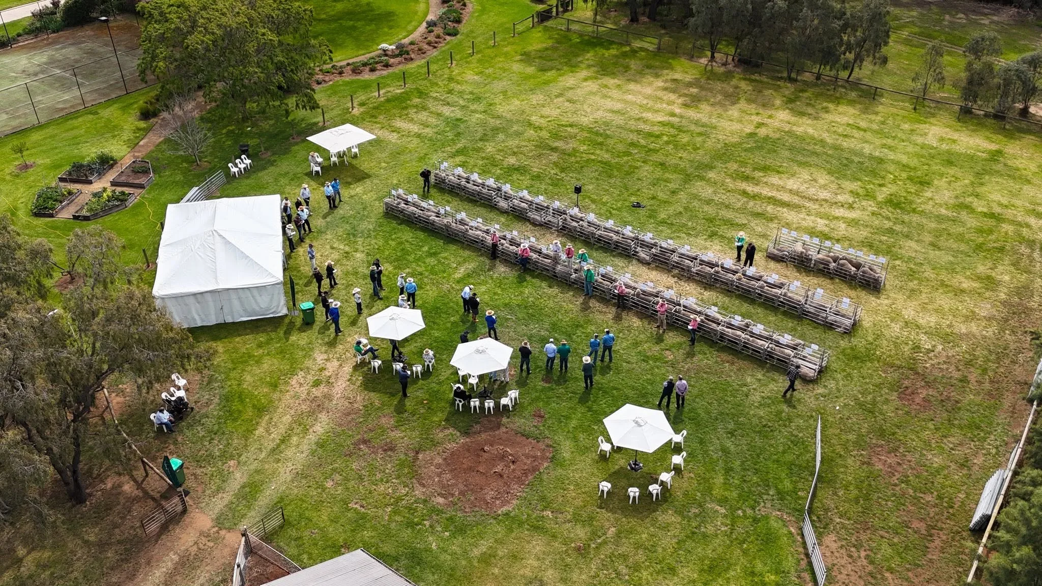 The yanko on farm ram sale from drone