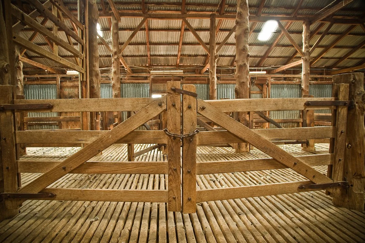Inside historical The Yanko sheering shed.
