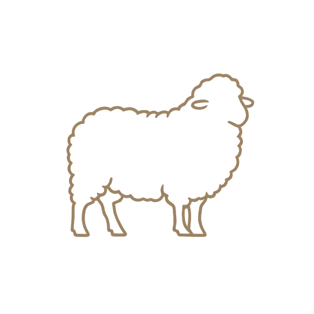 Outline illustration of a merino sheep with a simple line style.