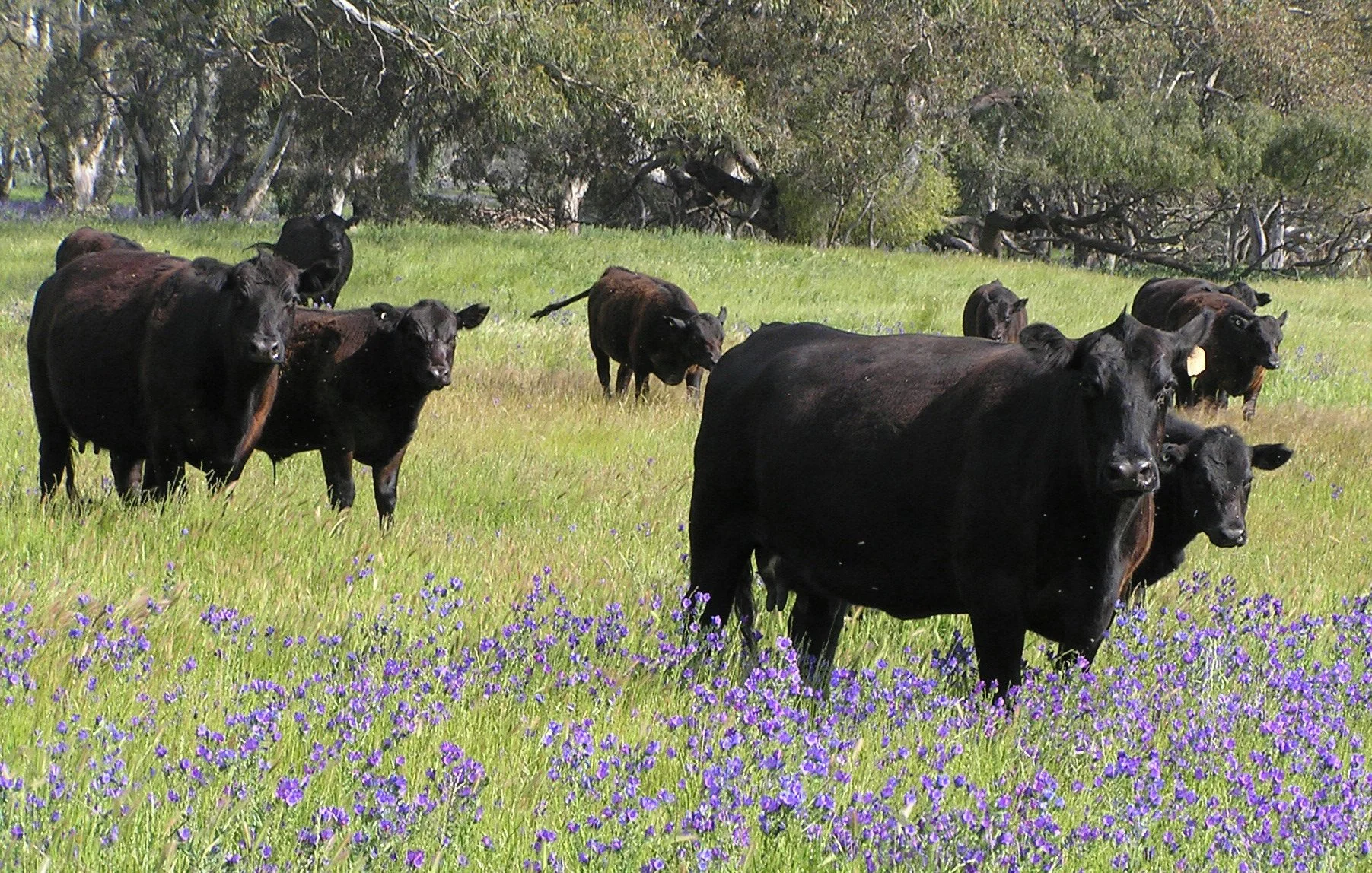 Black Angus cows grazing in a grassy field with purple flowers, trees in the background.