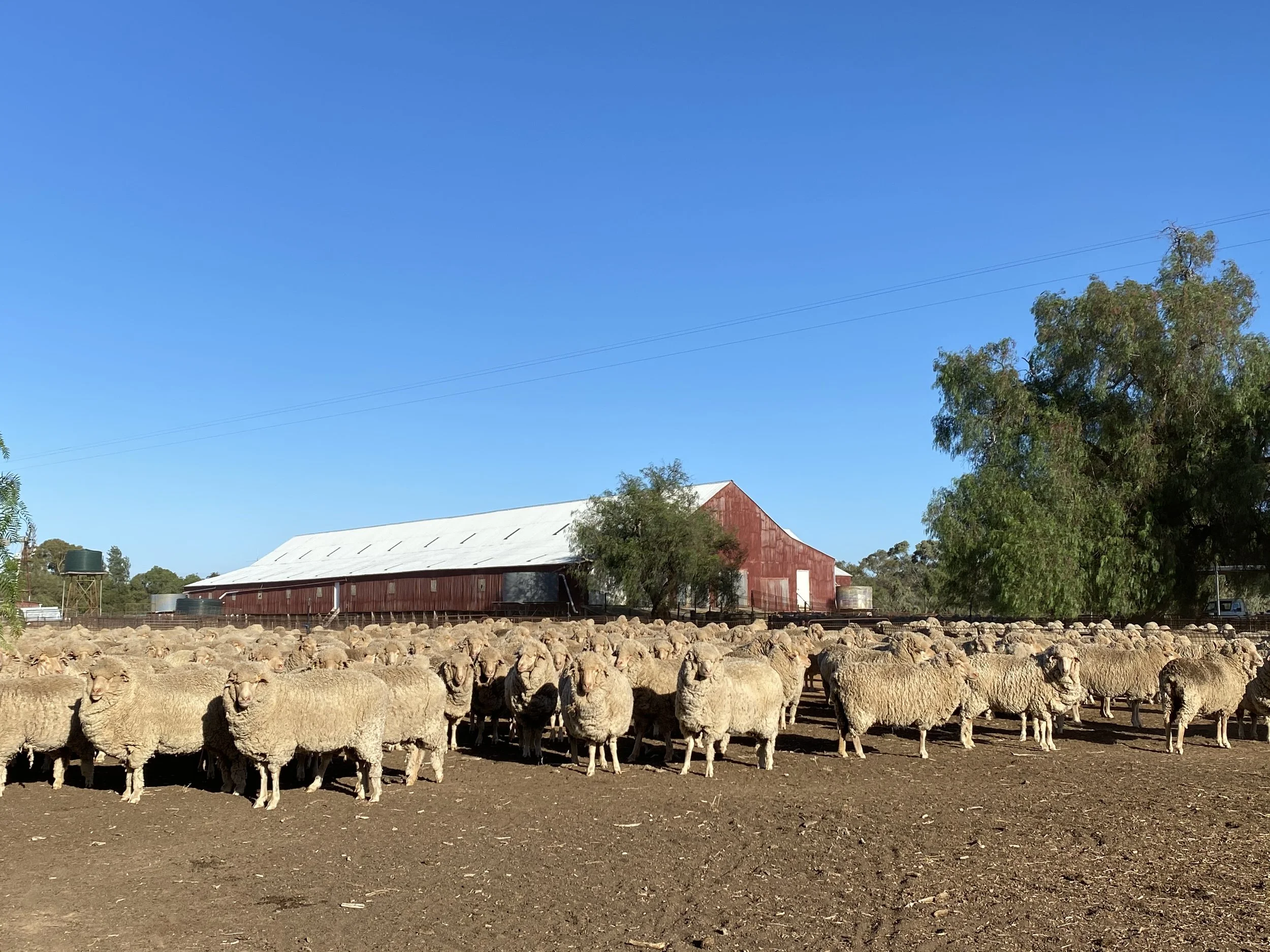 A farm with a large herd of sheep standing on dirt ground, with a barn, trees, and a water tank in the background under a clear blue sky.