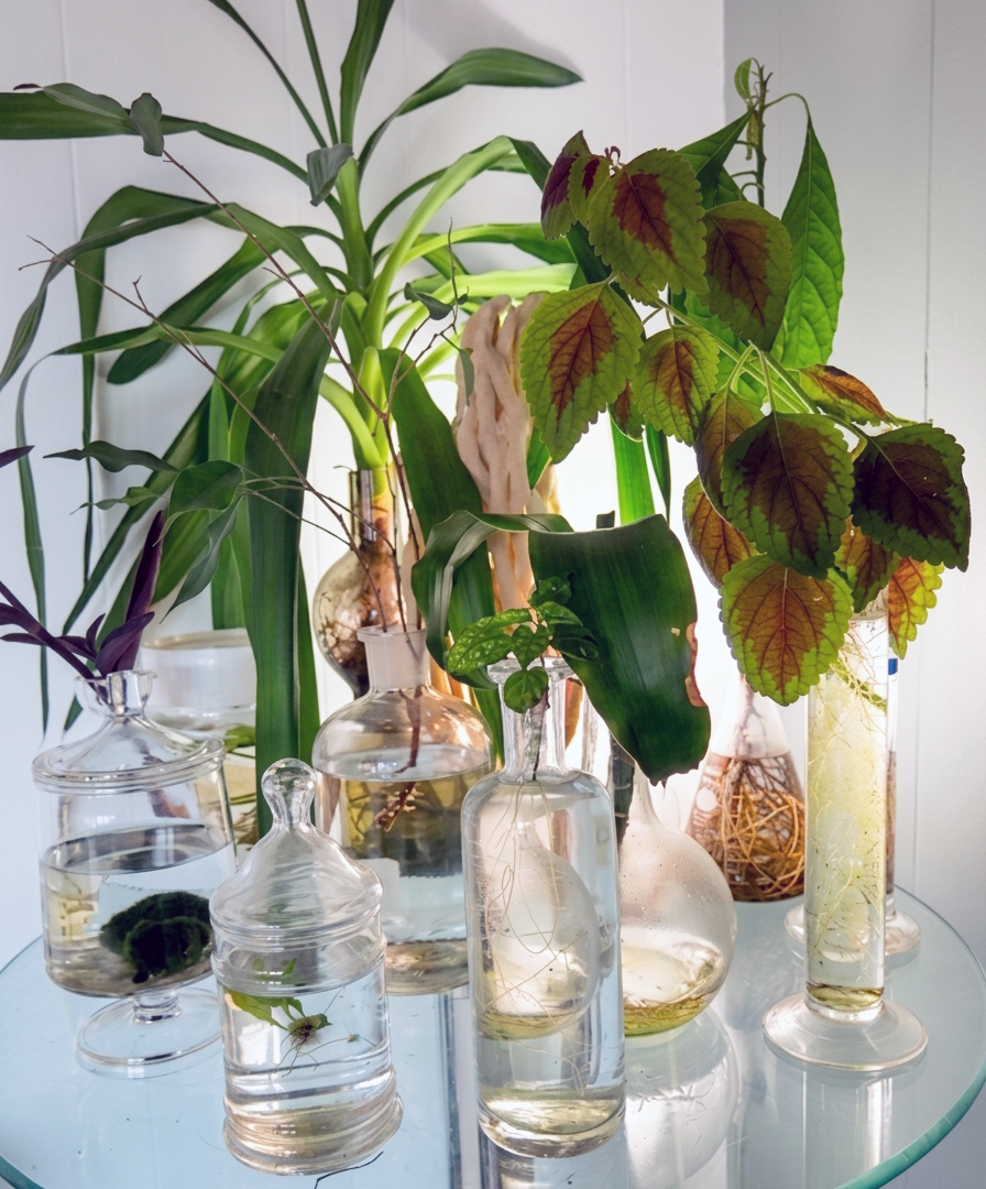 plantwater.png