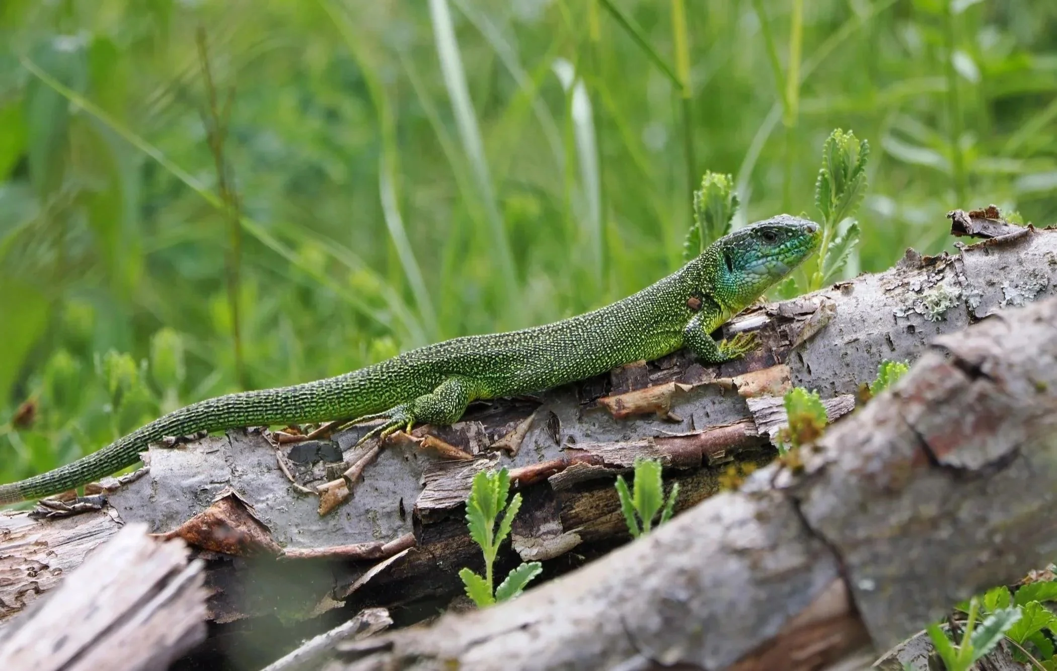 Grüner Leguan liegt auf einem Baumstamm in einem grünen Wald.
