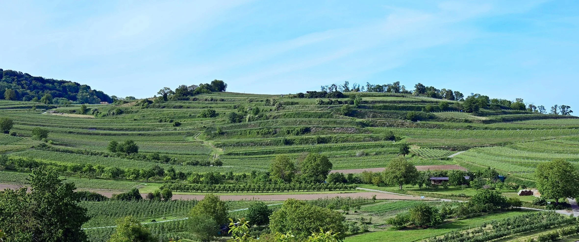 Geplanter Phonolithabbau am Kaiserstuhl im Bereich der Endhahle im Schambachtal Bötzingen und Eichstetten.