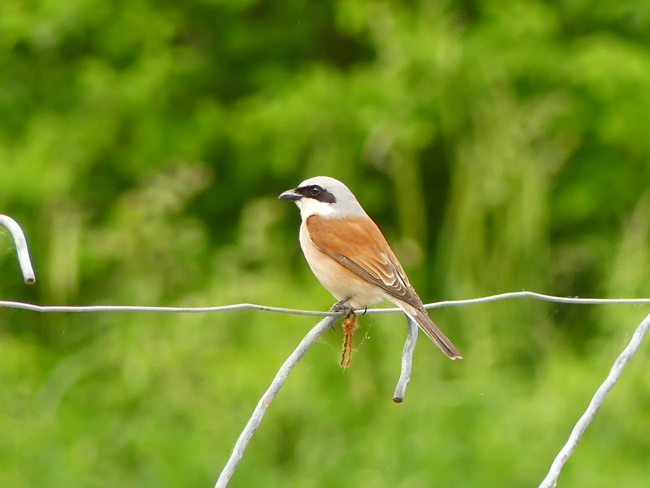 Ein brauner Vogel mit weißen und schwarzen Kopf sitzt auf einem Drahtzaun, im Hintergrund ist grünes Laub zu sehen.