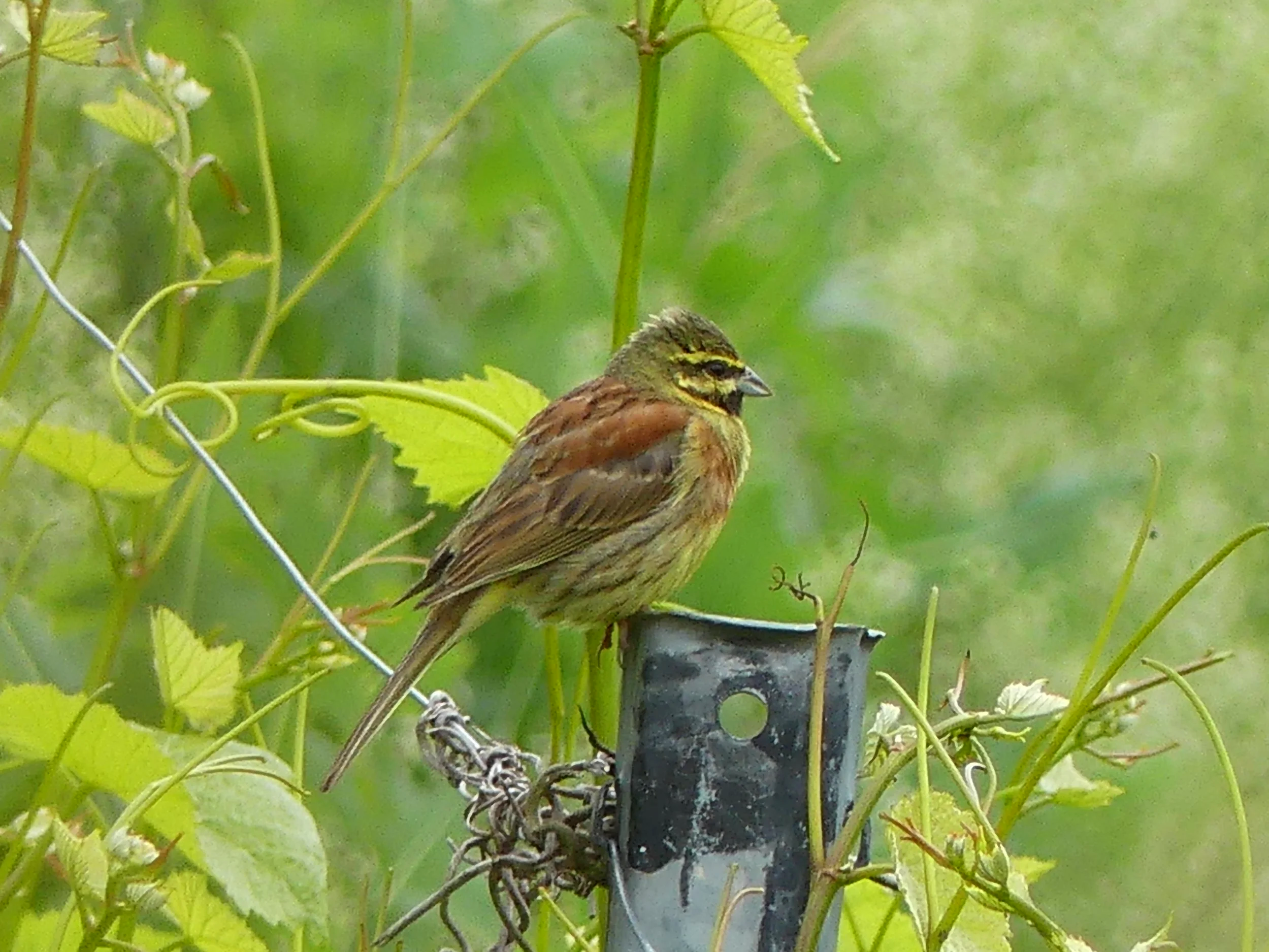 Ein kleiner brauner Vogel mit gelben Streifen an Kopf und Flügel sitzt auf einem Ast in einem grünen Busch.
