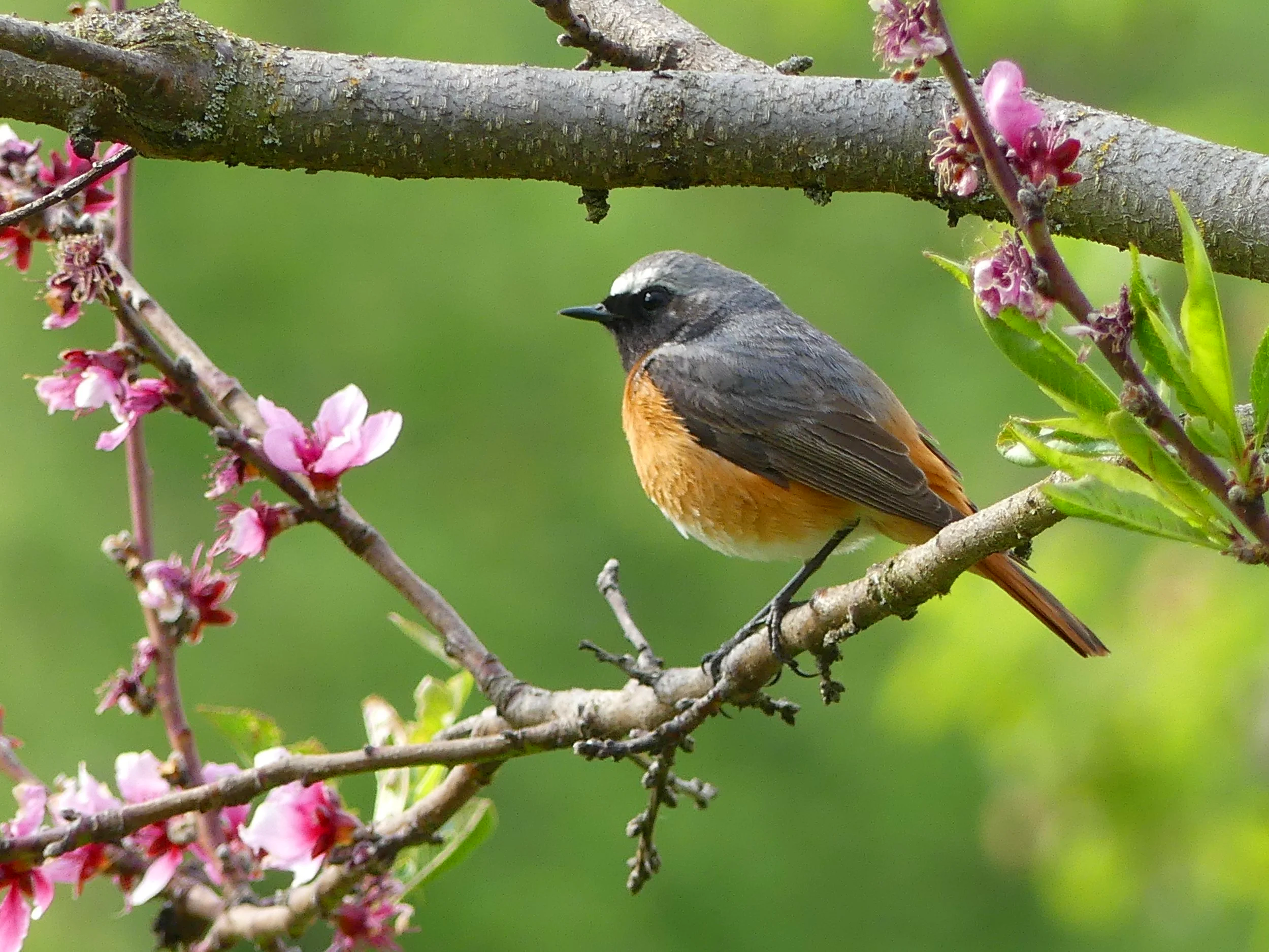 Ein Vogel sitzt auf einem Ast umgeben von pinken Blüten. Der Hintergrund ist grün und leicht unscharf.