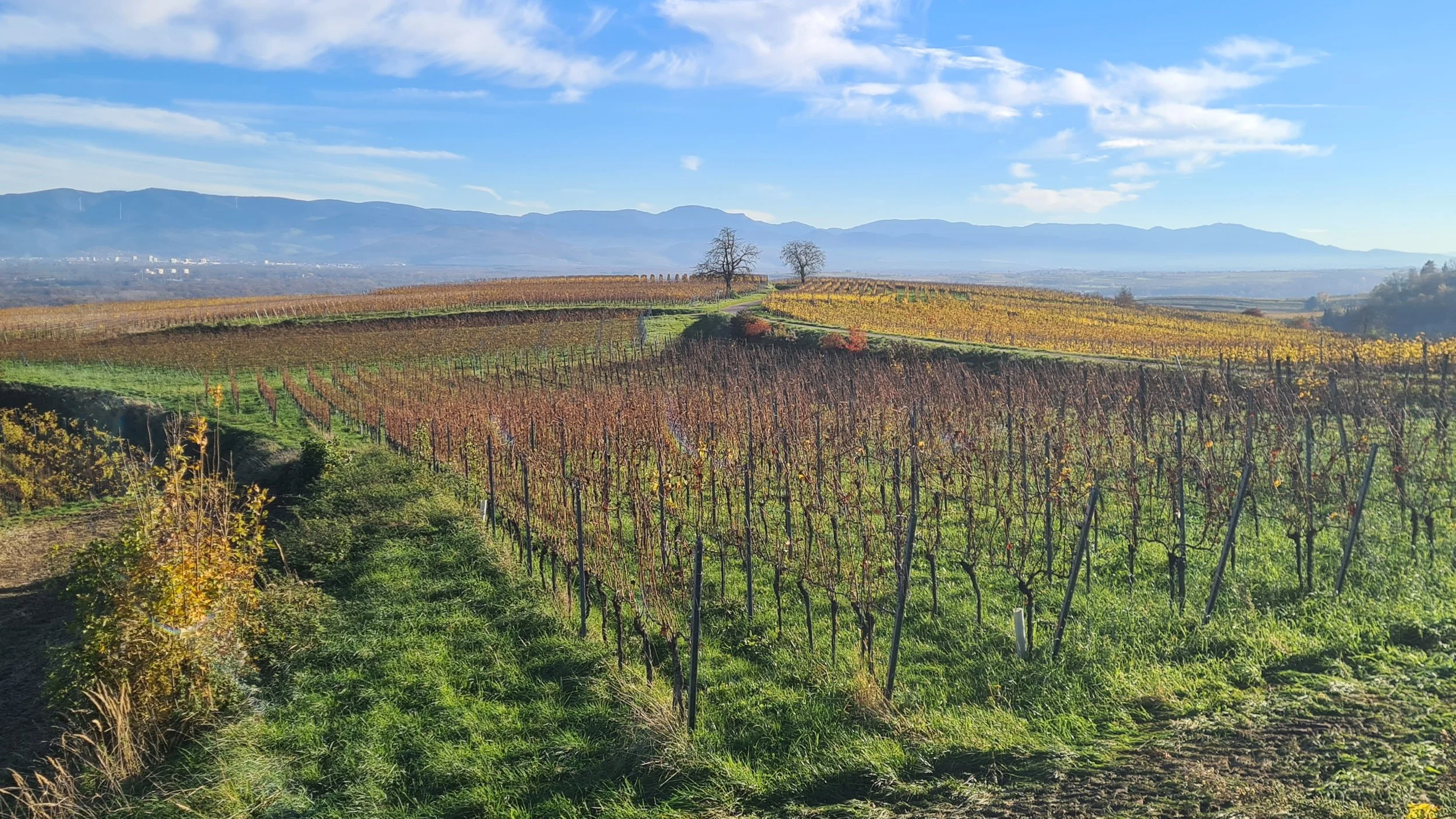 Weinberg mit Reihen von Weinreben im Herbst, zwei Bäume in der Mitte, Horizont mit Bergen und blauer Himmel mit Wolken.