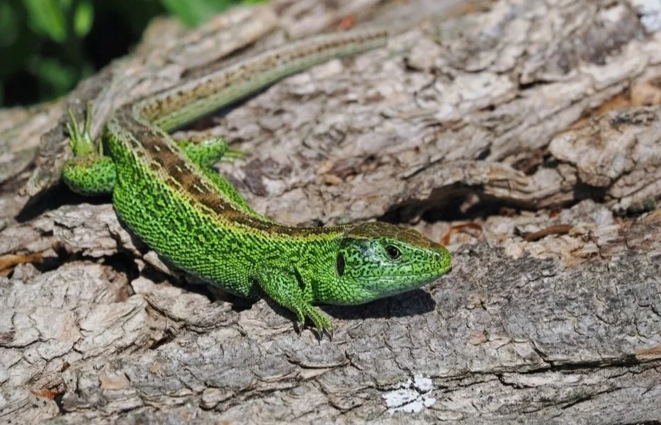 Grüner Leguan liegt auf Baumstamm im Sonnenlicht