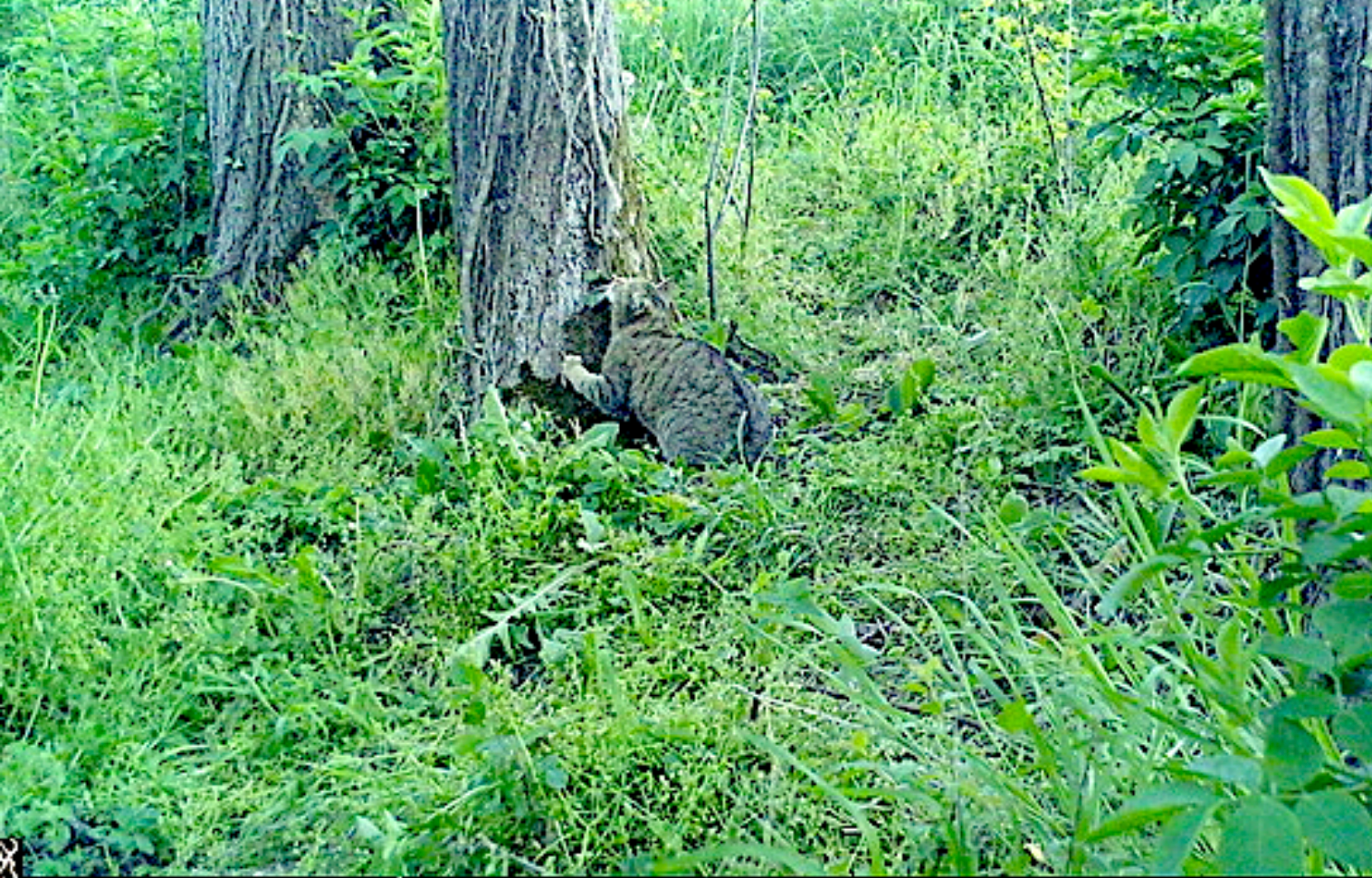 Ein streifenmusternder Jaguar läuft durch einen grünen Wald mit hohen Bäumen und dichtem Unterholz.