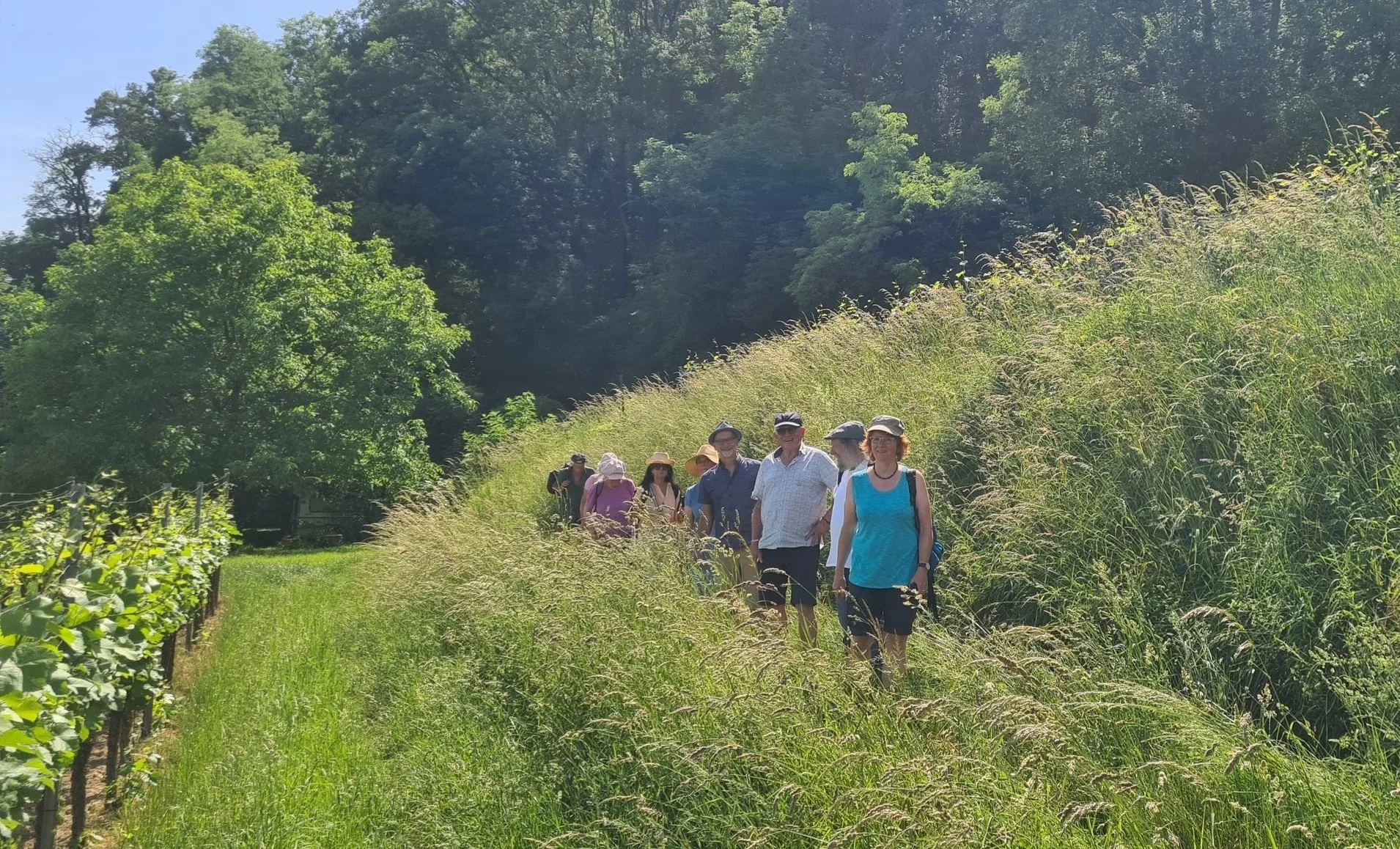 Eine Gruppe von Menschen wandert durch ein grünes, bewaldetes Gebiet an einem sonnigen Tag.