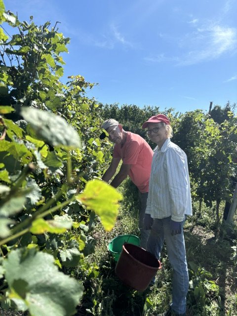 Zwei Menschen beim Ernten von Wein in einem Weinberg bei sonnigem Himmel.