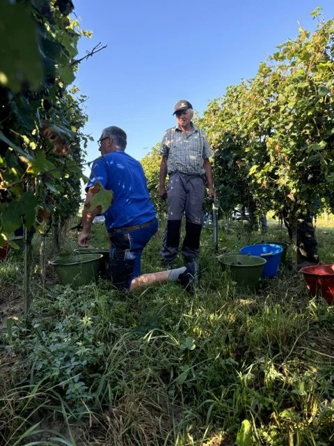 Zwei ältere Männer ernten Wein in einem Weinberg, umgeben von Reben, bei sonnigem Wetter.