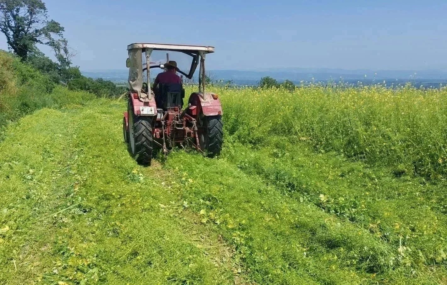 Archewiesen Endhahle am Kaiserstuhl