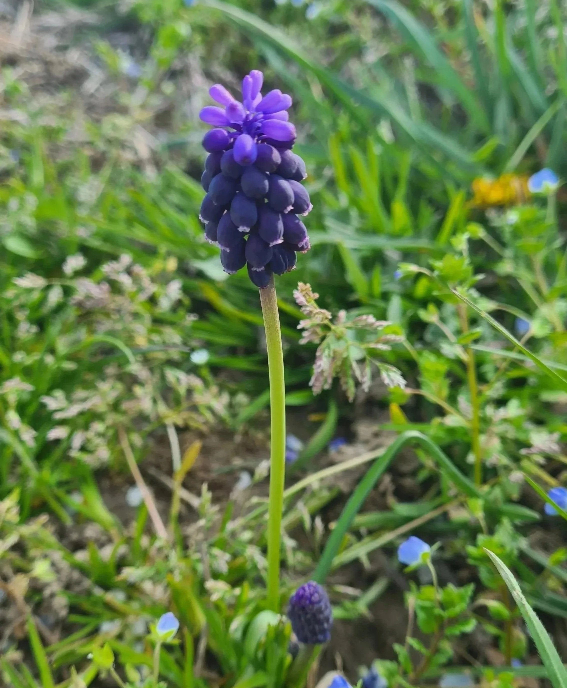 Lila Blume, wahrscheinlich eine Traubenhyazinthe, wächst im Garten mit grünem Gras im Hintergrund.