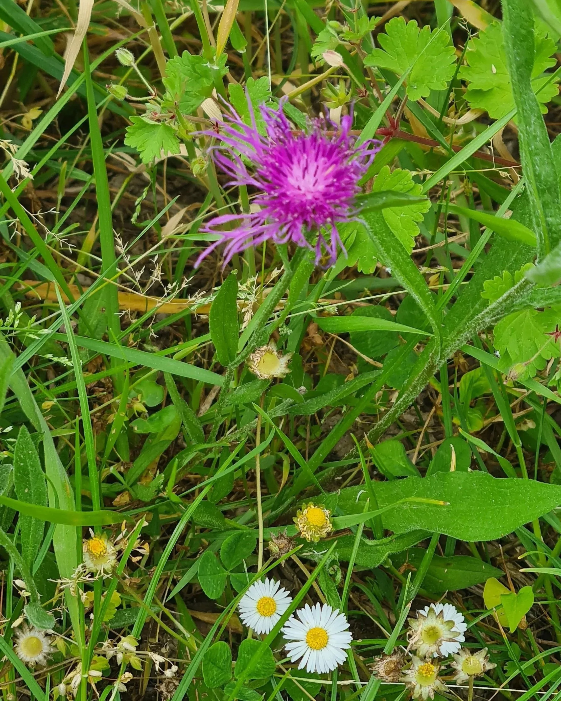 Bunte Wildblumen, darunter Acker-Margeriten und eine lila Blume, wachsen in einer Wiese mit grünem Gras.