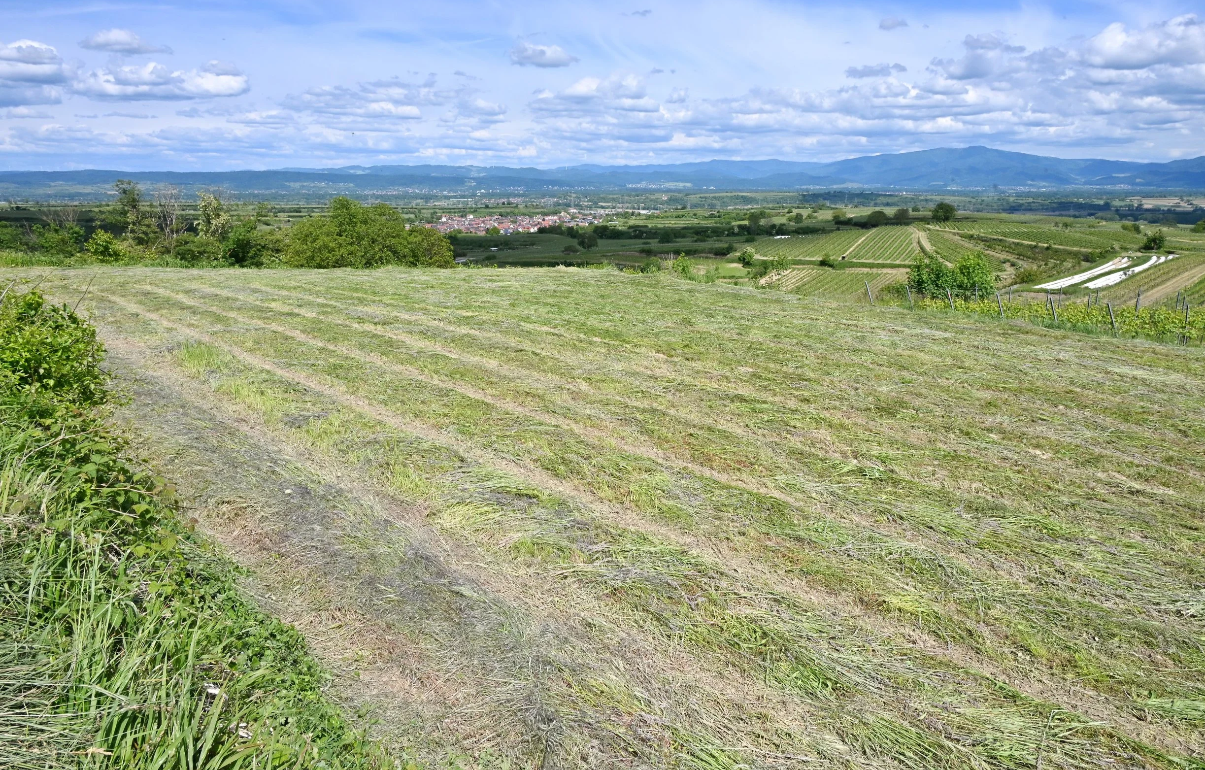 Archewiesen Endhahle am Kaiserstuhl