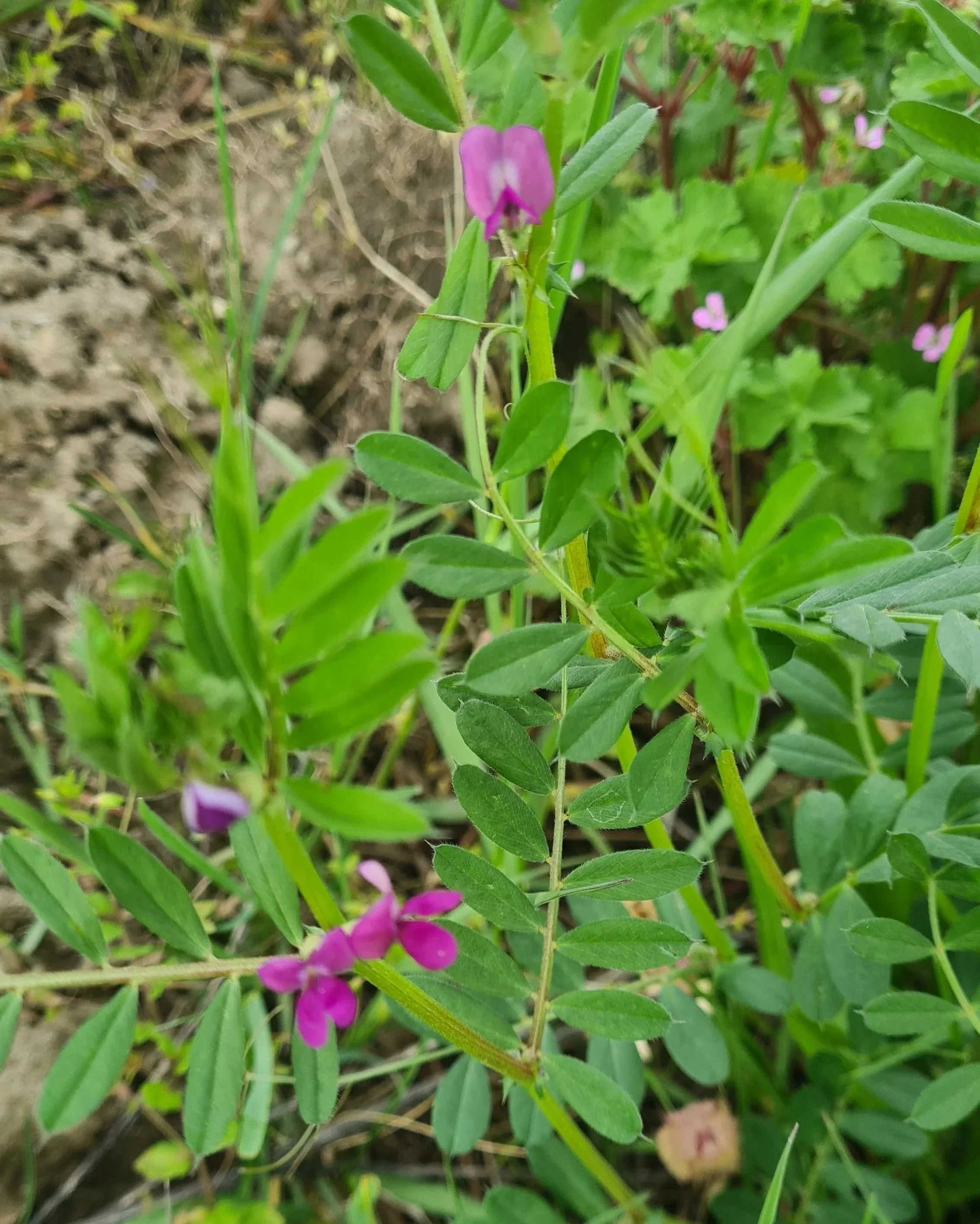 Nahaufnahme einer Pflanze mit kleinen, pinkfarbenen Blüten und grünen Blättern.