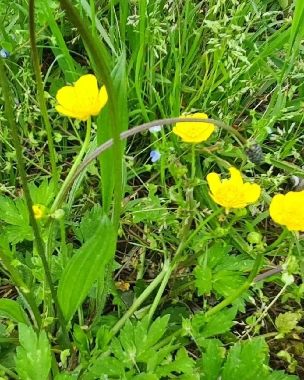 Gelbe Blumen in einem grünen Pflanzenbett.