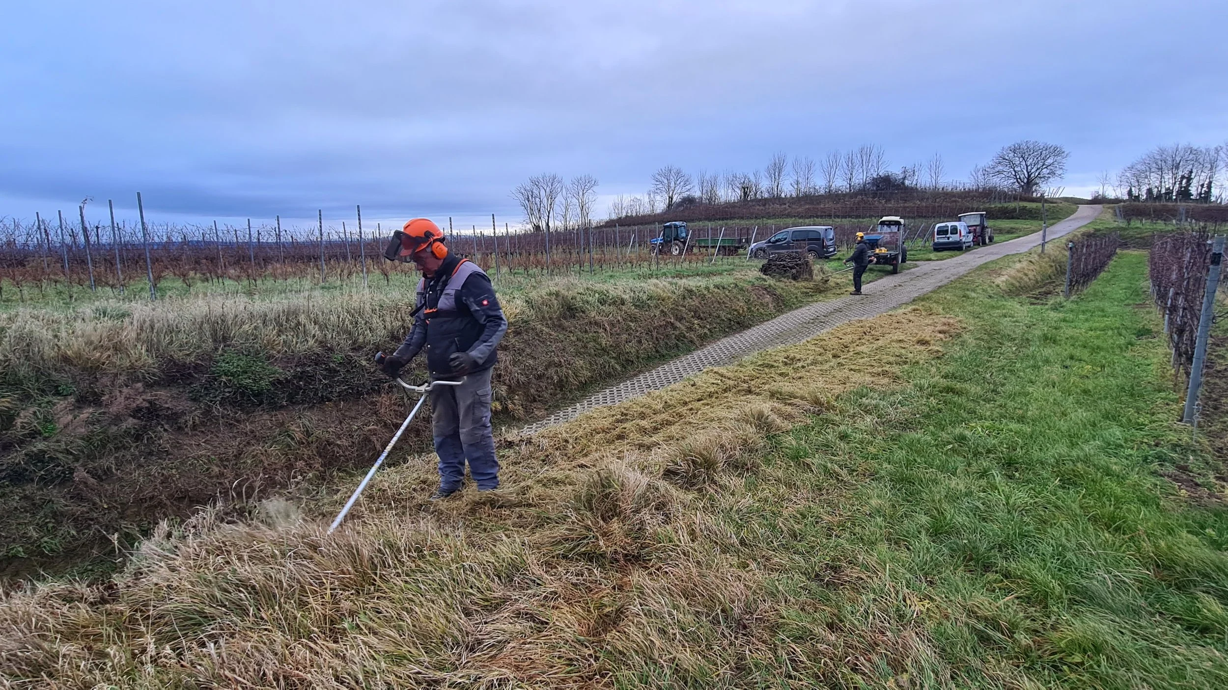 Arbeiter schneidet Gras in einem Weinberg, im Hintergrund stehen Fahrzeuge und Weinrebenhügel, die Landschaft ist bewölkt.